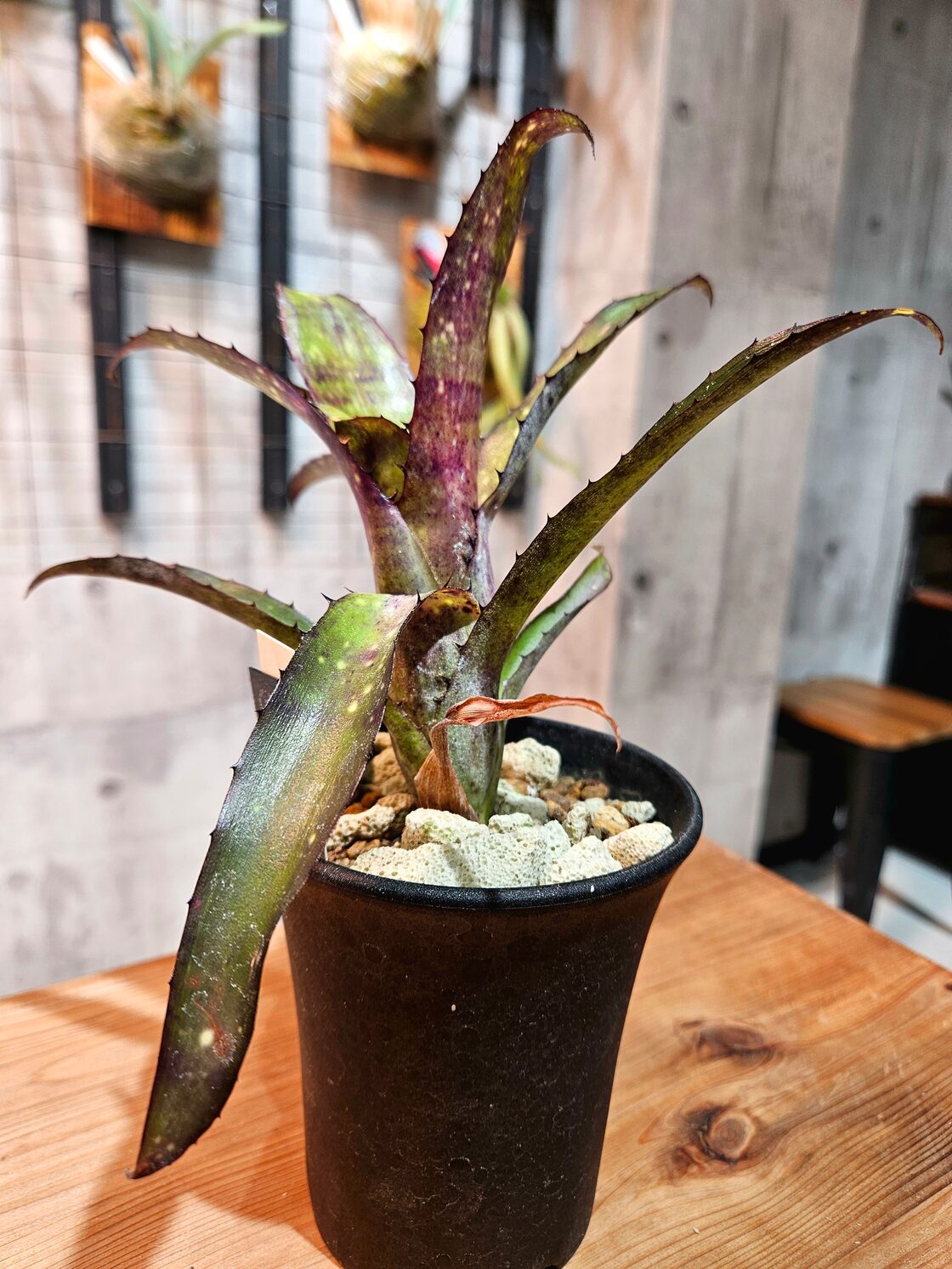 Billbergia Kumu Hula【artPLANTs/PLANTS GARAGE】ビルベルギア/タンク 
