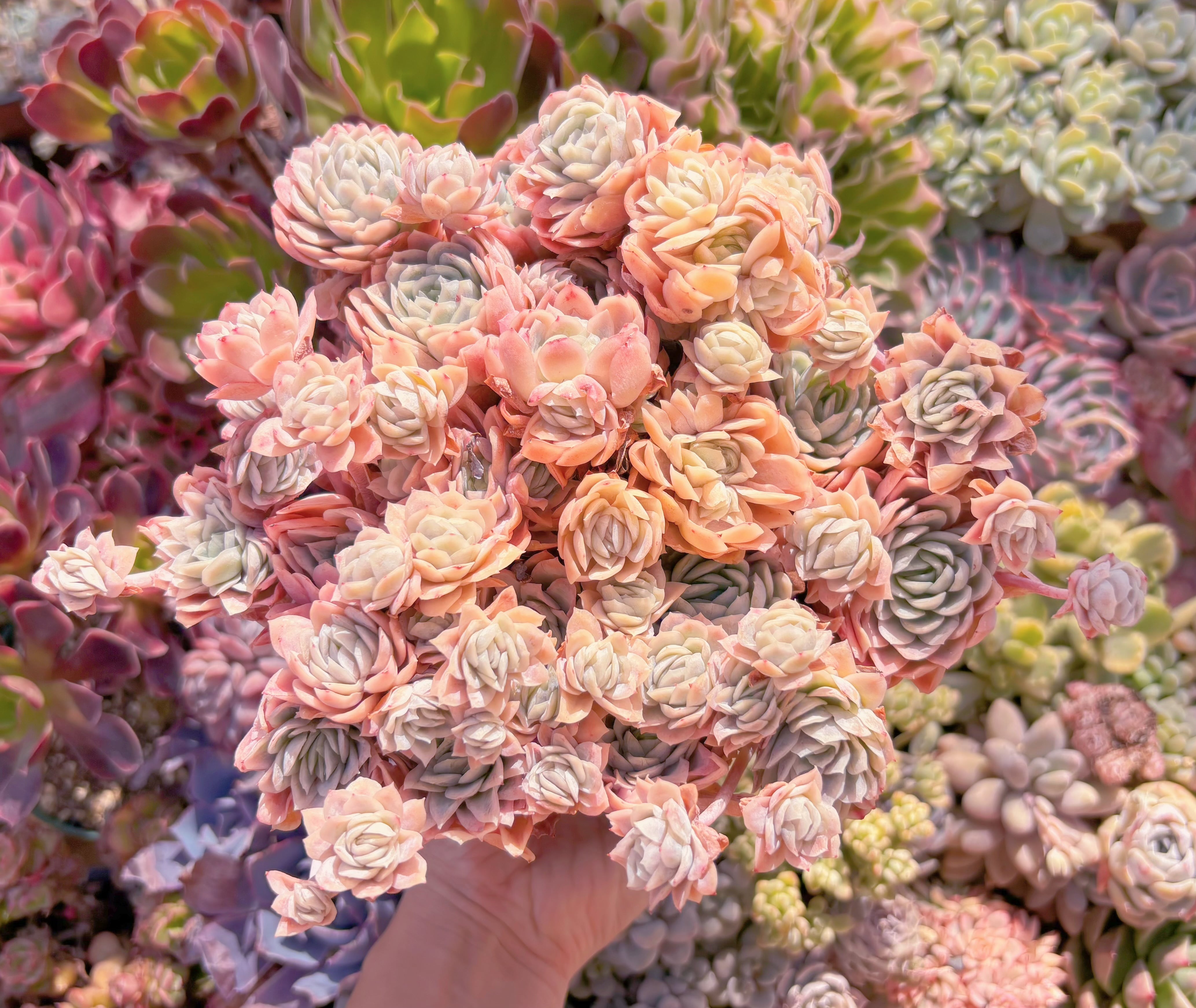 現品　クィーンローズ覆輪錦#876　特大群生　新入荷