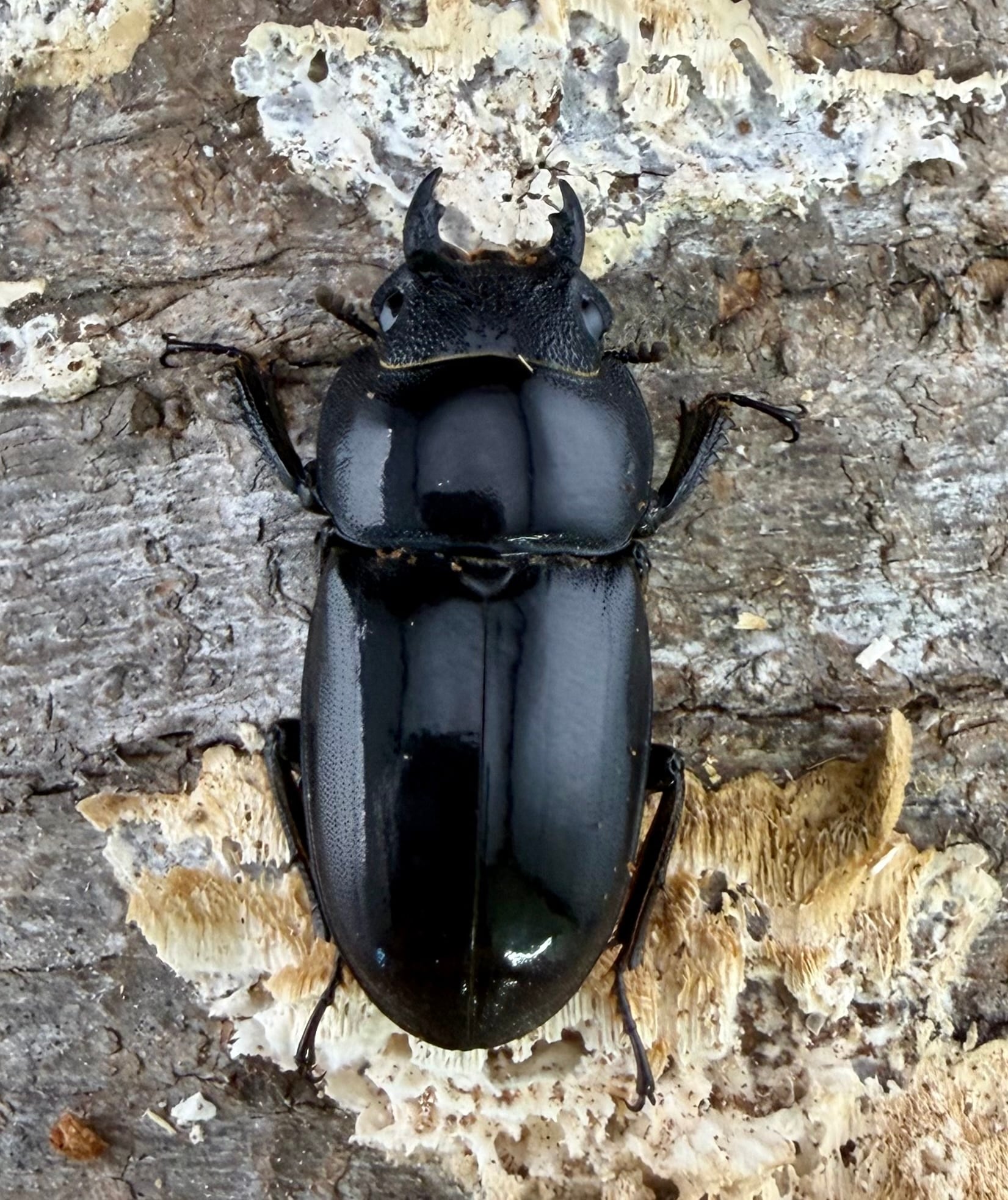 タウネスヒラタ 54mm ペア》わたくわ氏ブリード個体 | KPW公式