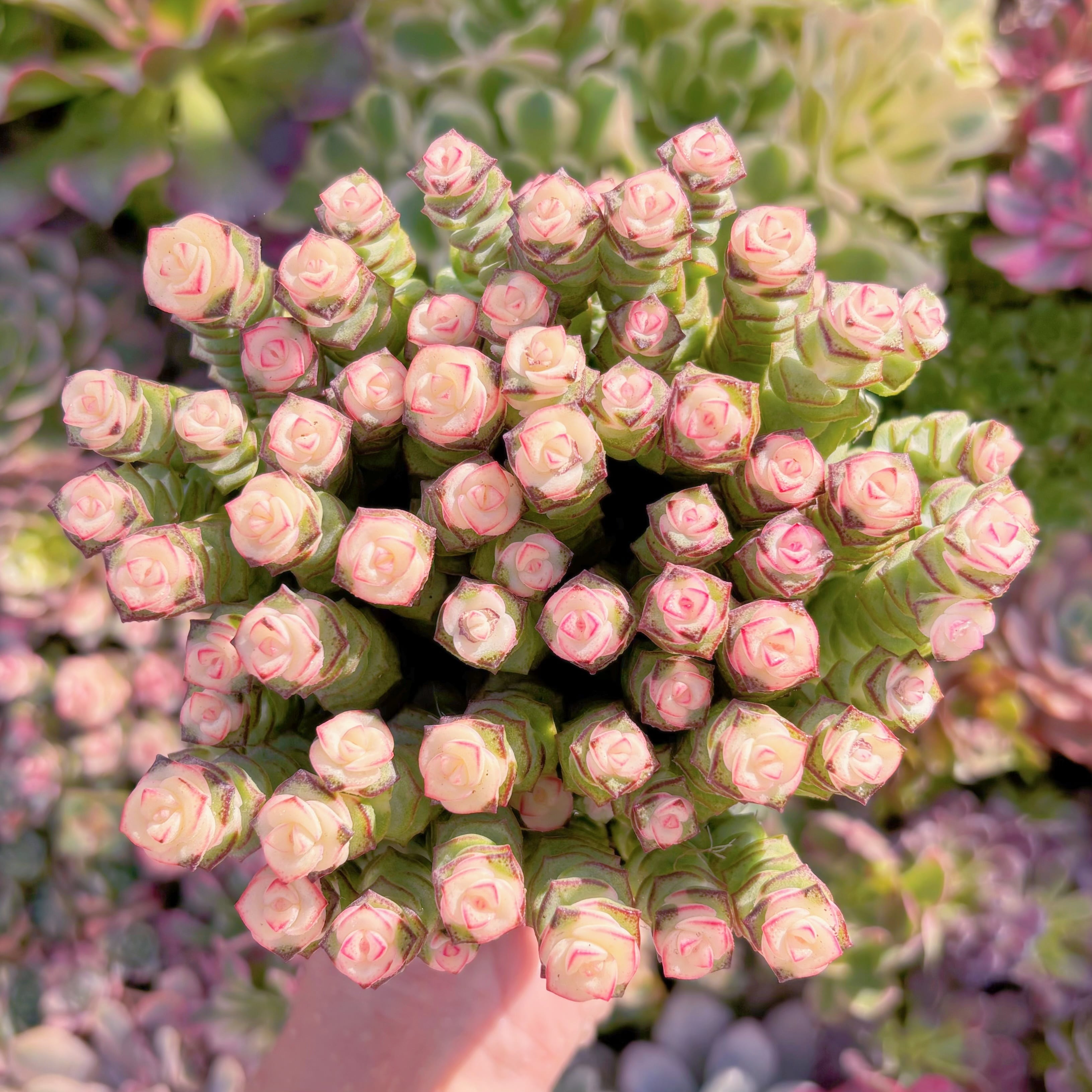 現品　crassula fantasy(赤錦)#F044　約60頭　新入荷　るる農園