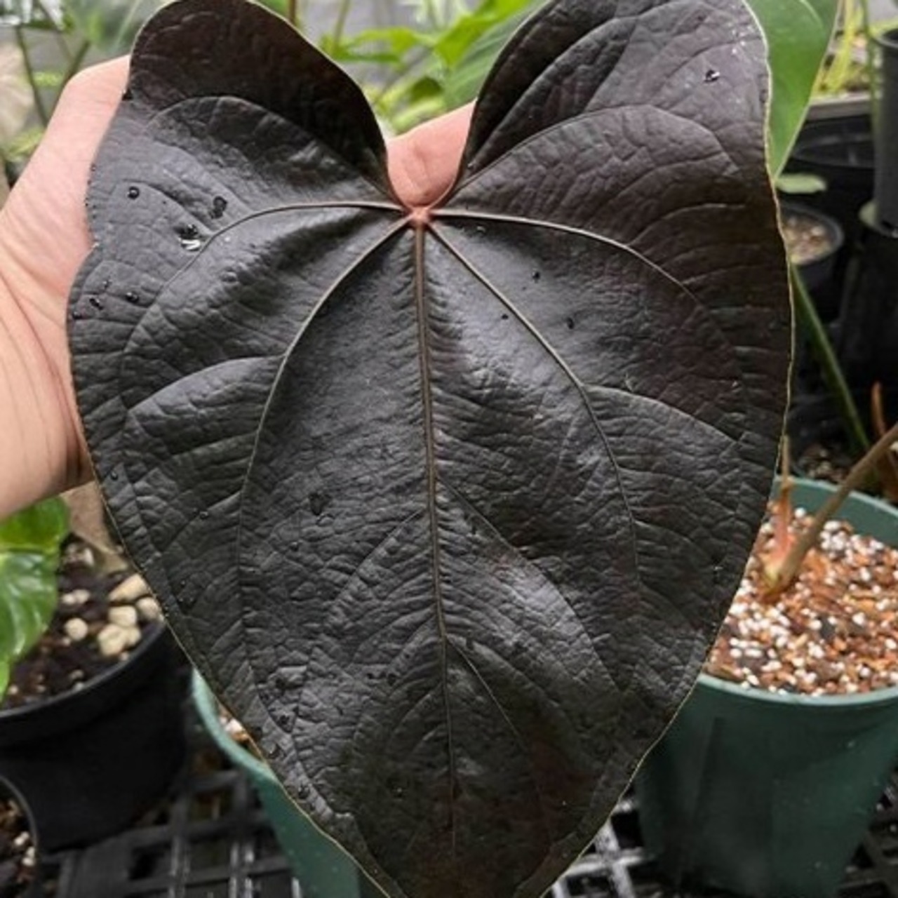 Anthurium Queen of Heart / アンスリウム クイーン オブ ハート⑱ / 観葉植物<育て方・花言葉>