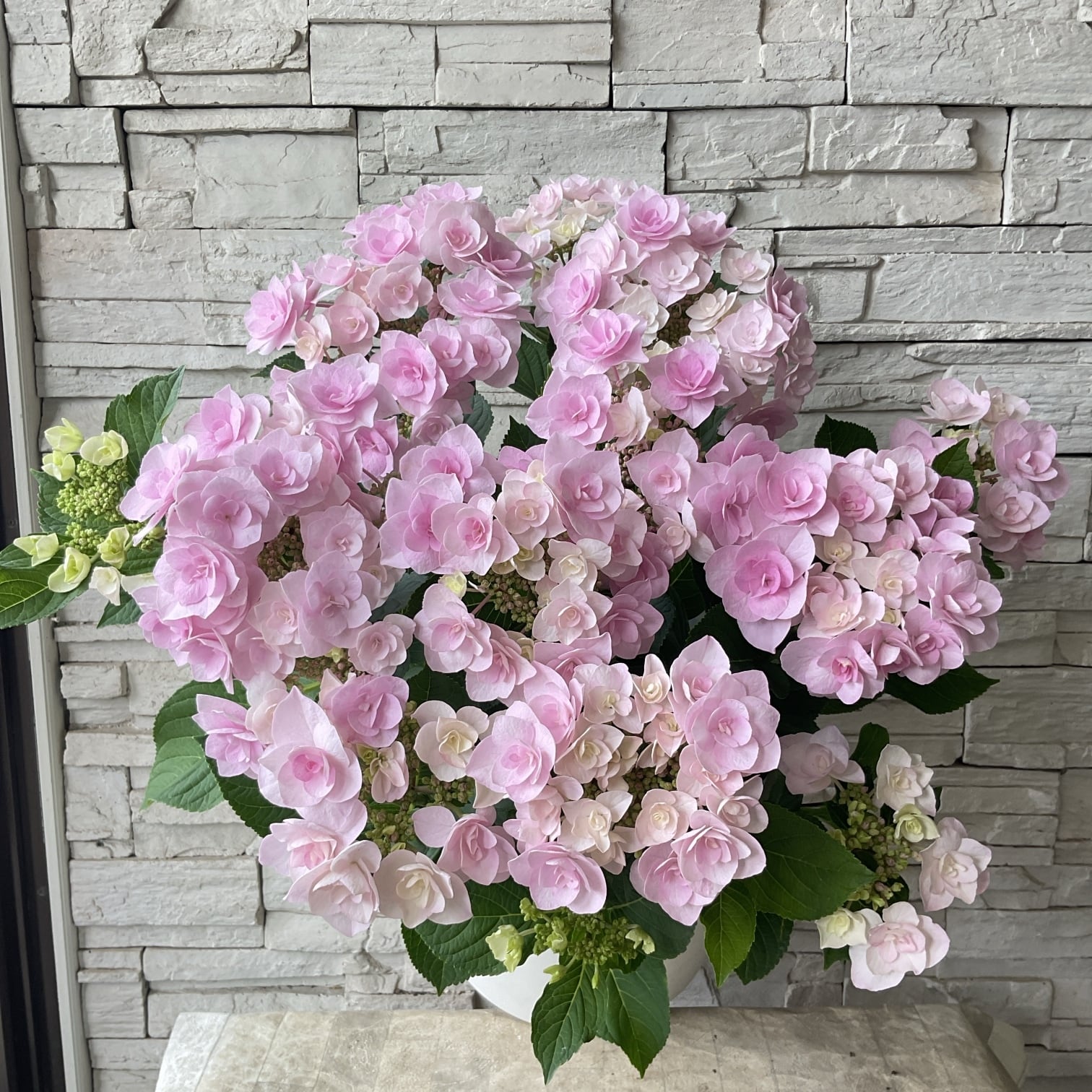 鉢花・花苗 | 橋本種苗園