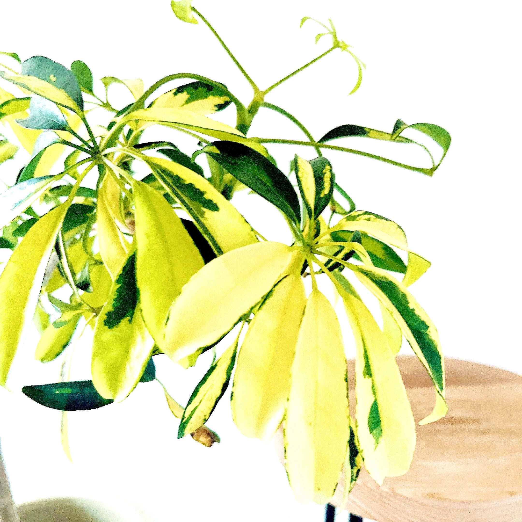 Luxury Plants】希少 シェフレラ・グランディ 斑入り 観葉植物 calm