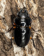 【WD】大型大歯《インペリアリスツヤクワガタ 68mmUP ペア》