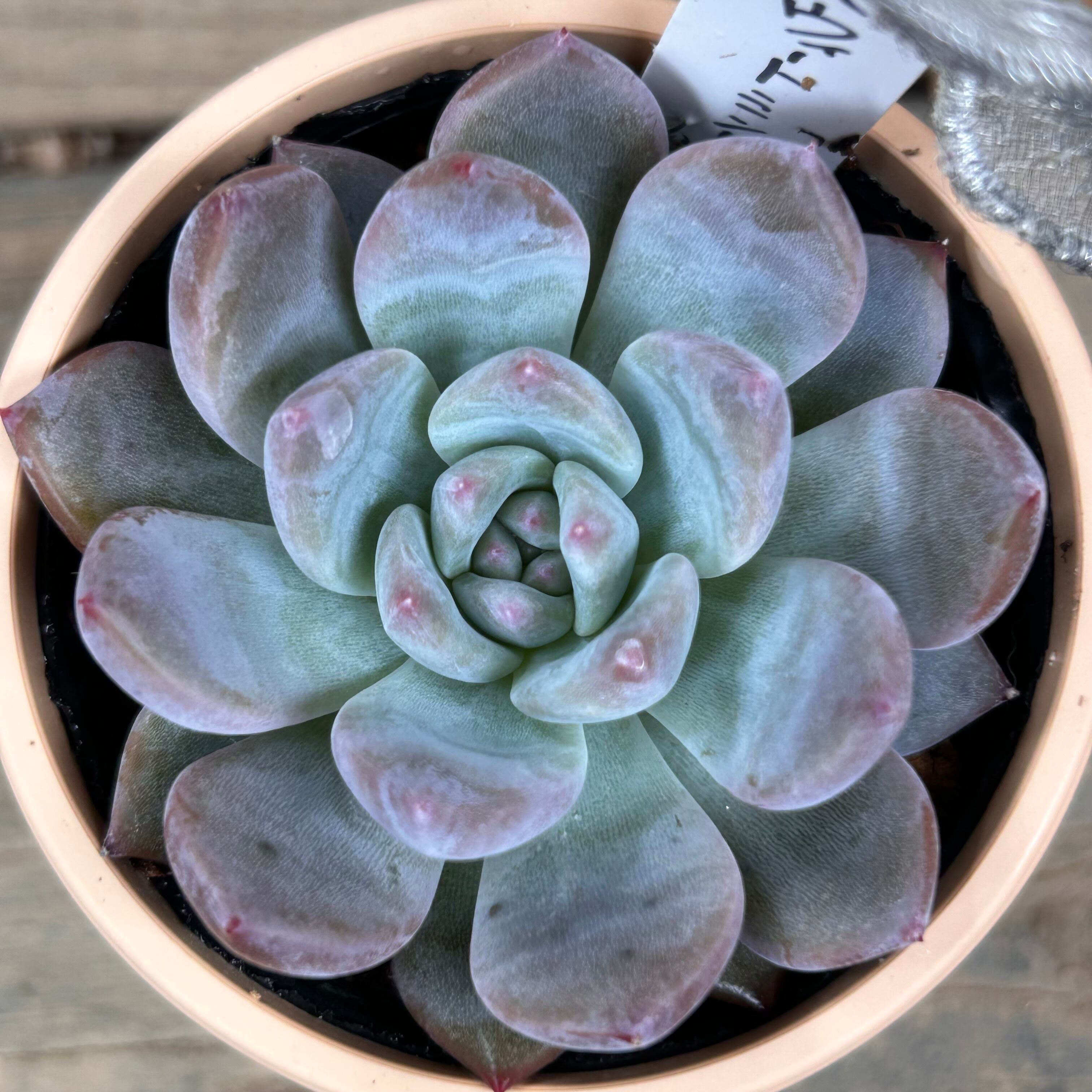 スウィートミント | RuPo 多肉植物専門店