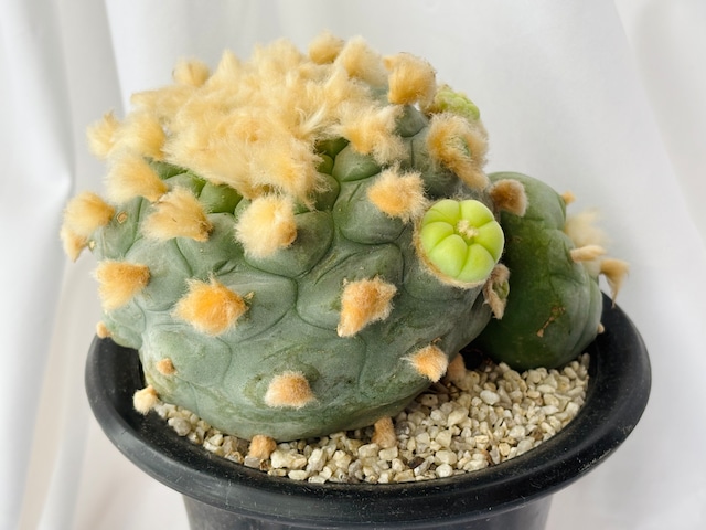 Lophophora diffusa ロフォフォラ 翠冠玉 大疣多毛タイプ サボテン