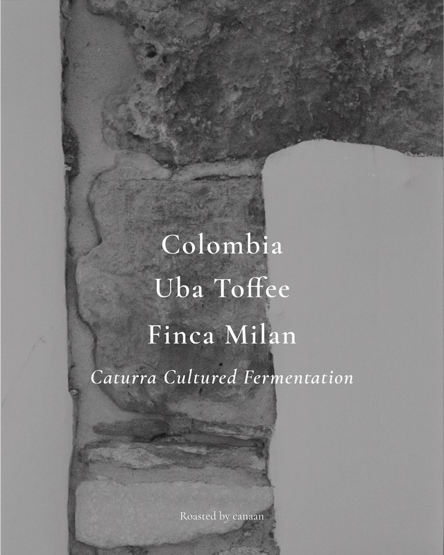 Colombia Uba Toffee Finca Milan Caturra Cultured Fermentation | 100g