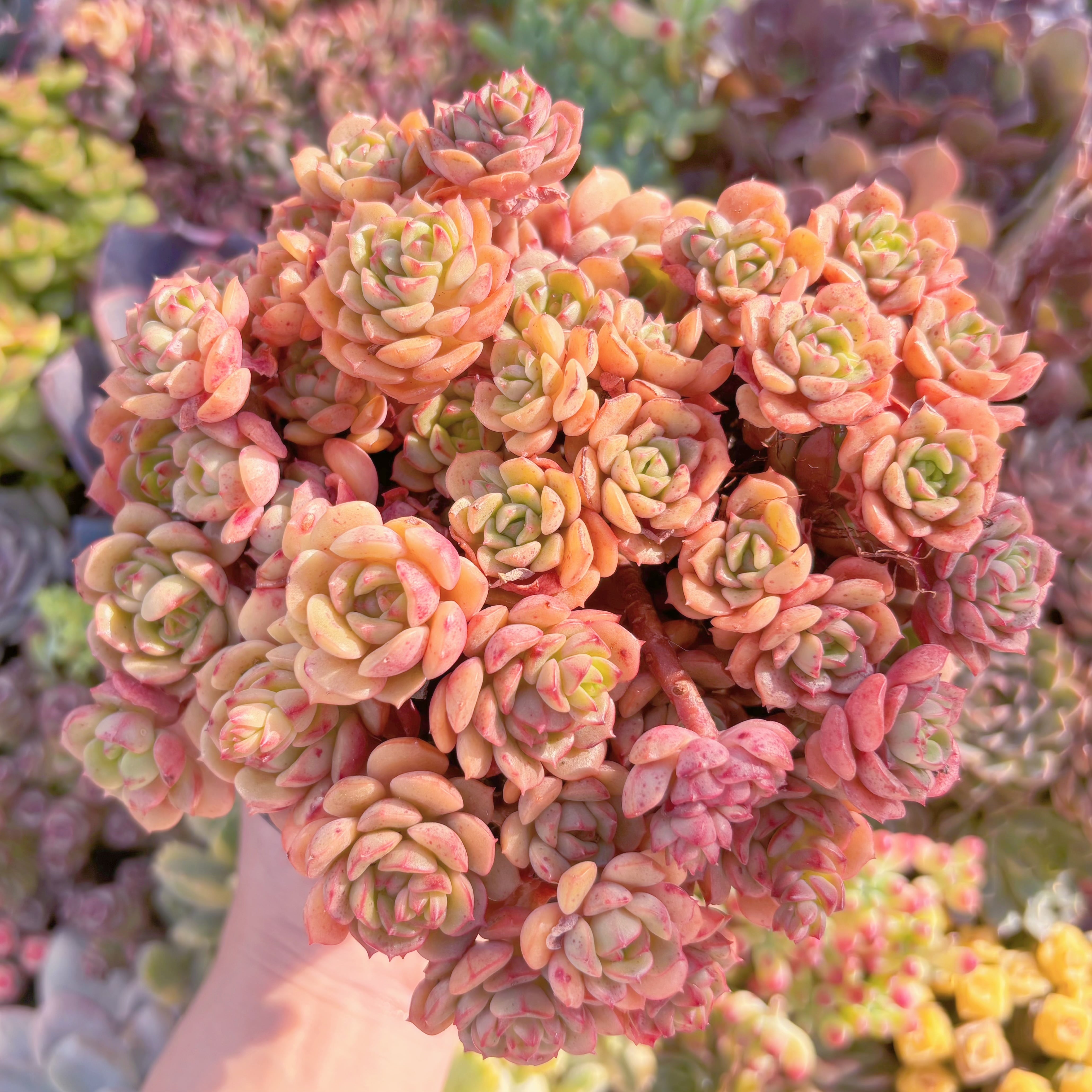 現品　Echeveria 'Victor'#A18　るる農園