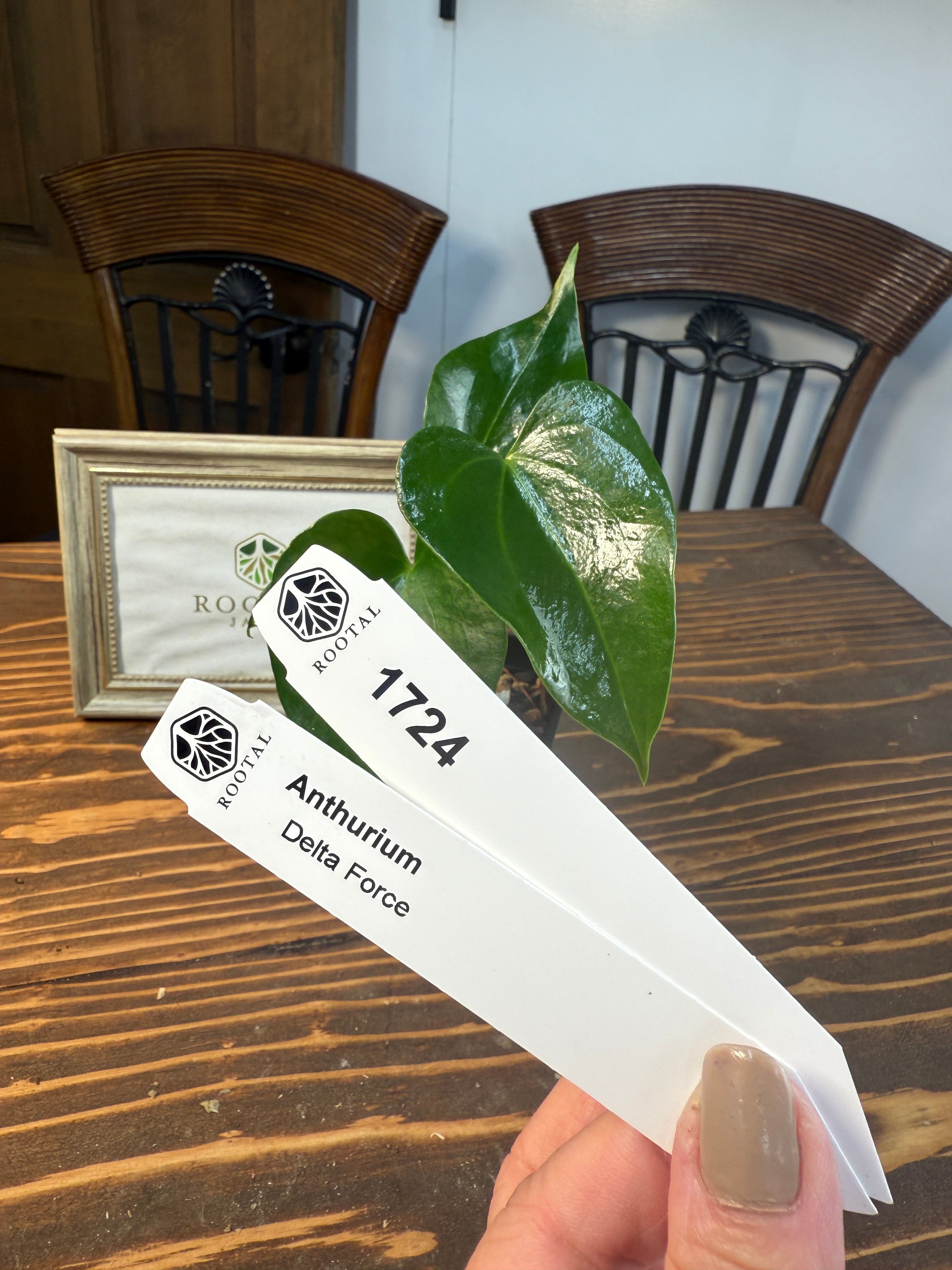 ★1724【上品さを感じるひと株】アンスリウムデルタフォース(75㎜ロングポット)