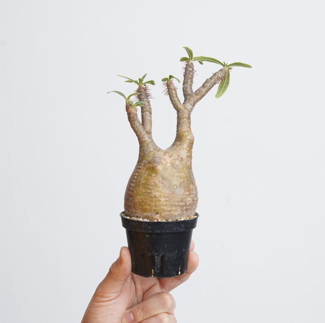 パキポディウム グラキリス no.4〈発根済み〉