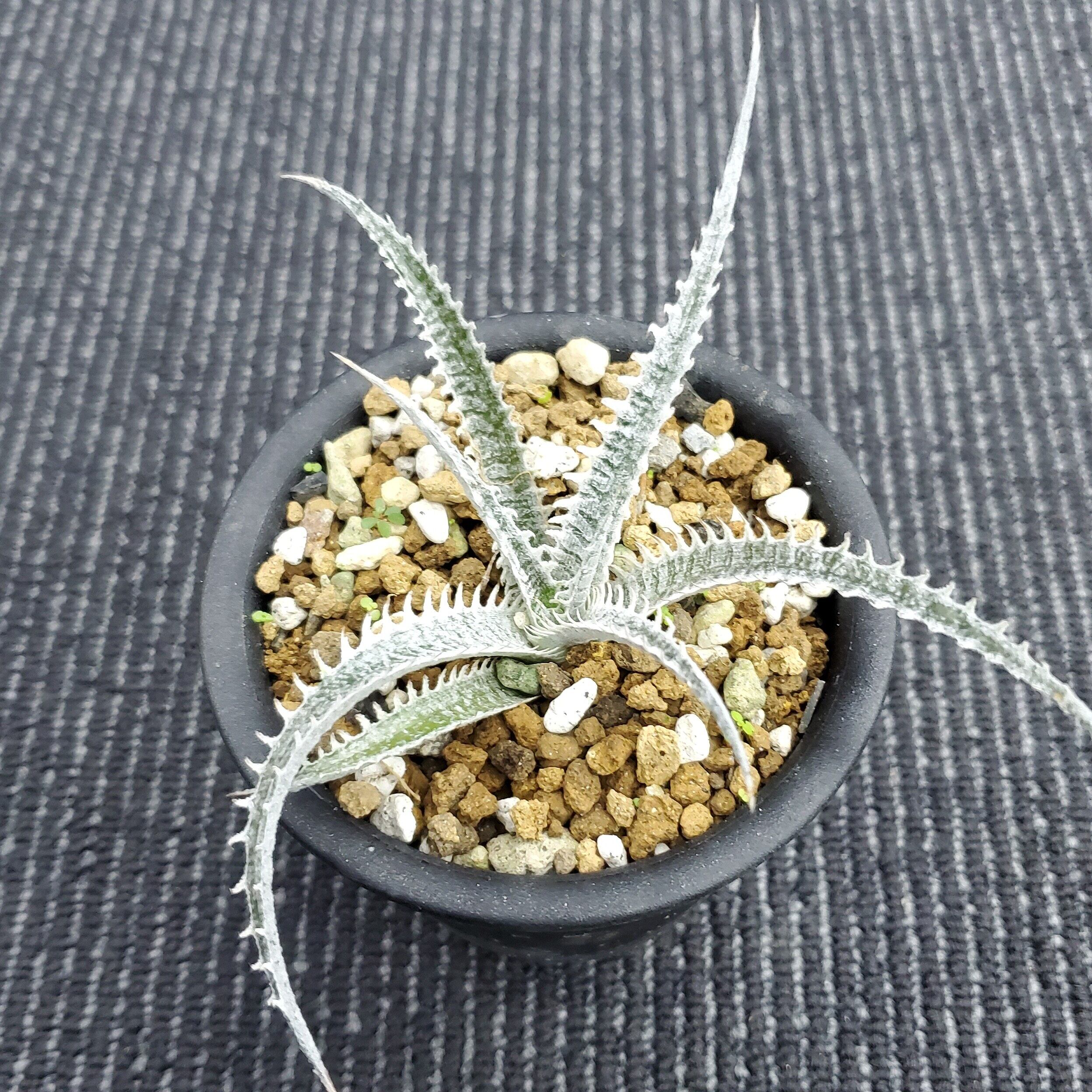 タグ付き ディッキア Dyckia tracking code GEE ⑴