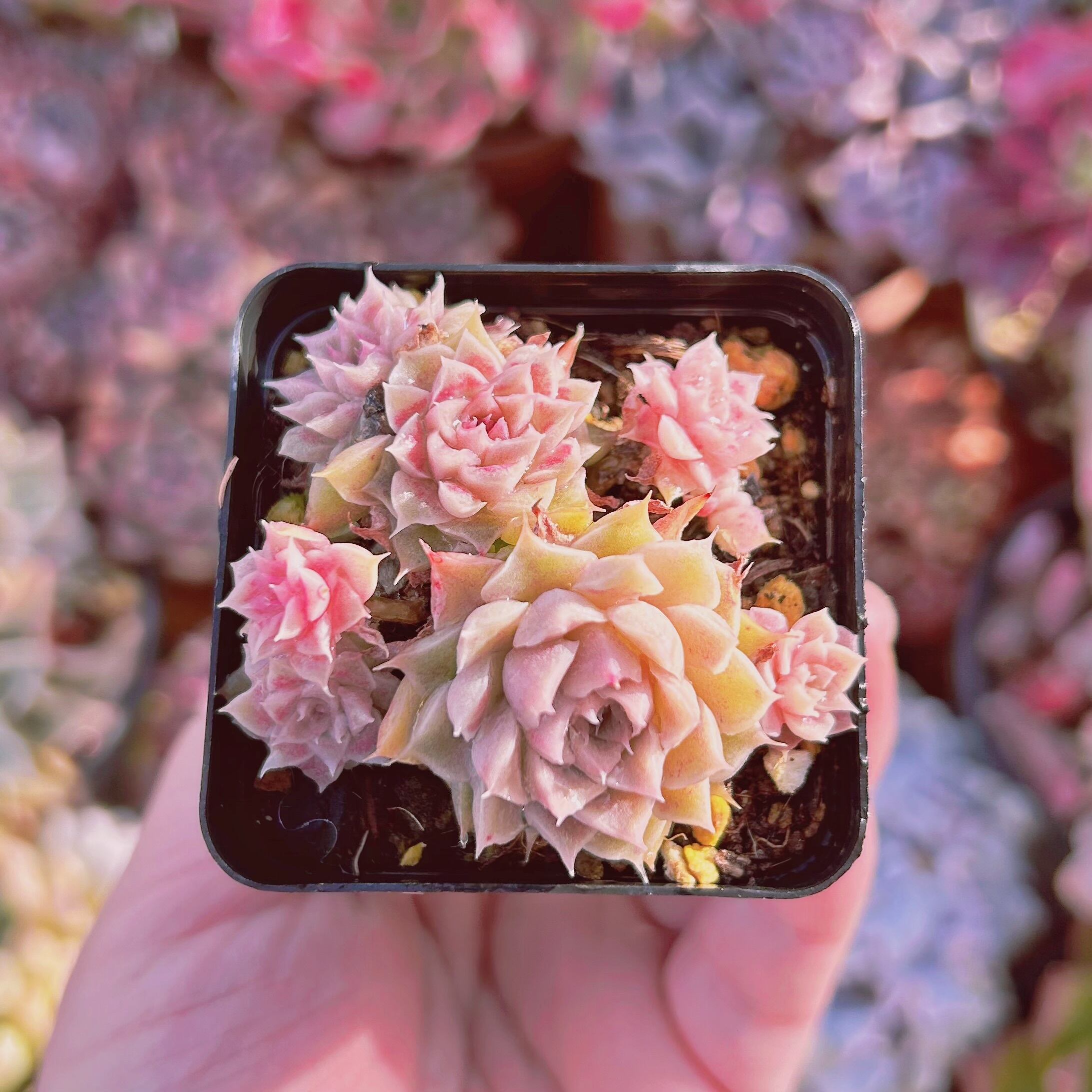 #588現物　多肉植物　レイヤーケーキ　抜き苗