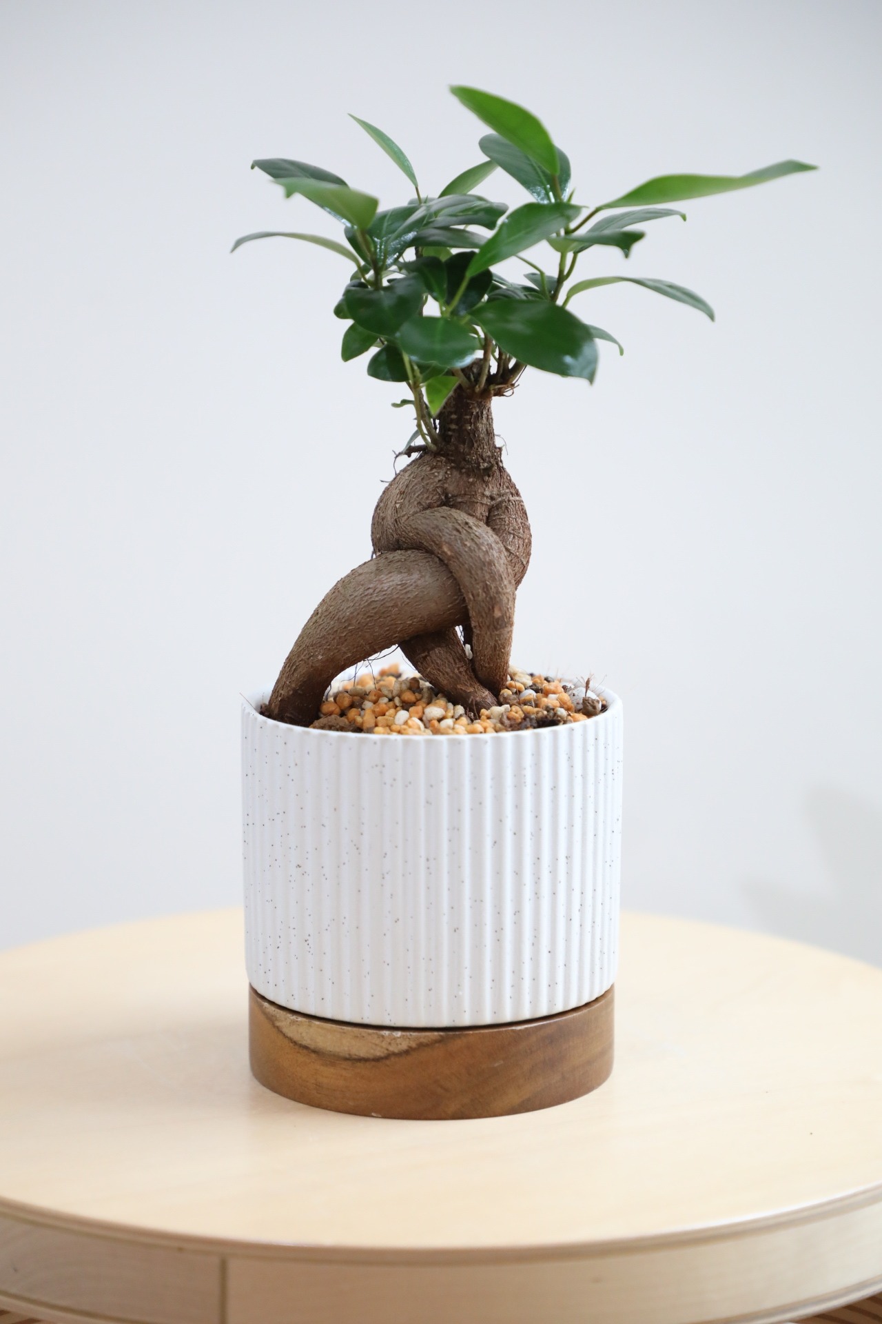 【S】ガジュマル/Ficus microcarpa