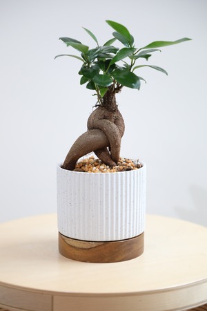 【S】ガジュマル/Ficus microcarpa