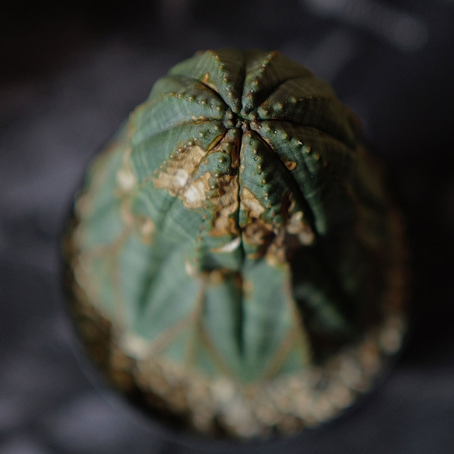 ユーフォルビア　オベサ　大株　瓢箪型 ひょうたん型】 Euphorbia Obesa ユーフォルビア オベサ