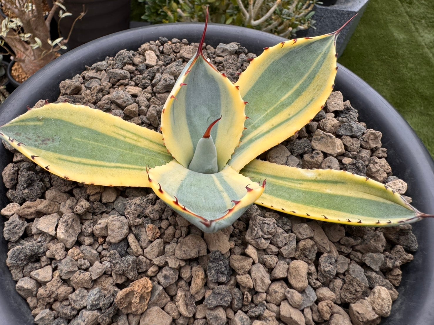ovatifolia 'Lava Flow' オバティフォリア ラバフロー 薄斑 中斑 | PAY ID