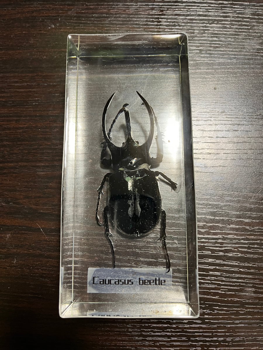 ネプチューンオオカブト♂野外品 標本 2023.8.21.新入荷