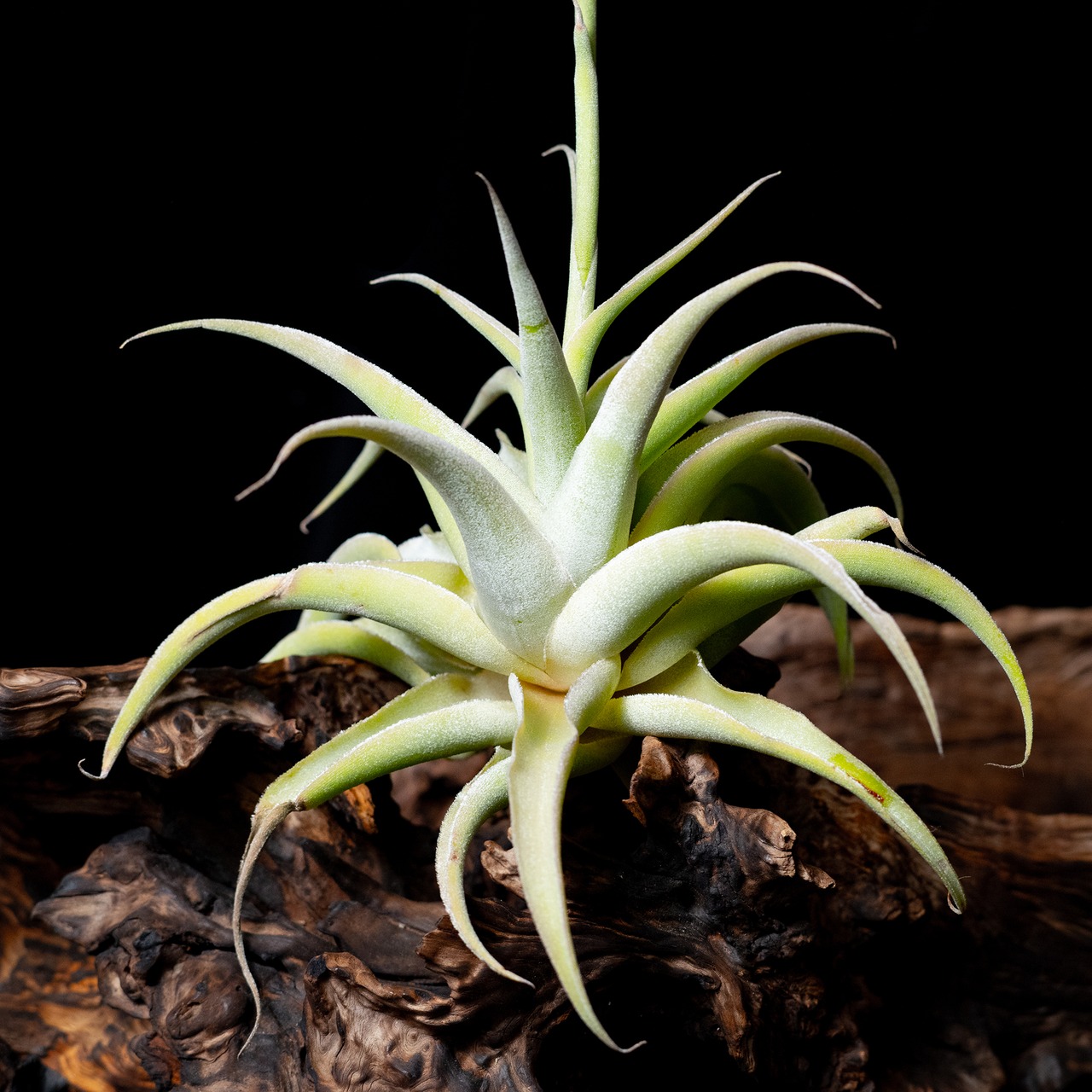 Tillandsia cacticola 'Splendid' - 3
