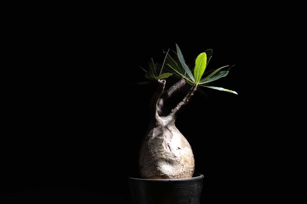 Pachypodium Gracilius#4