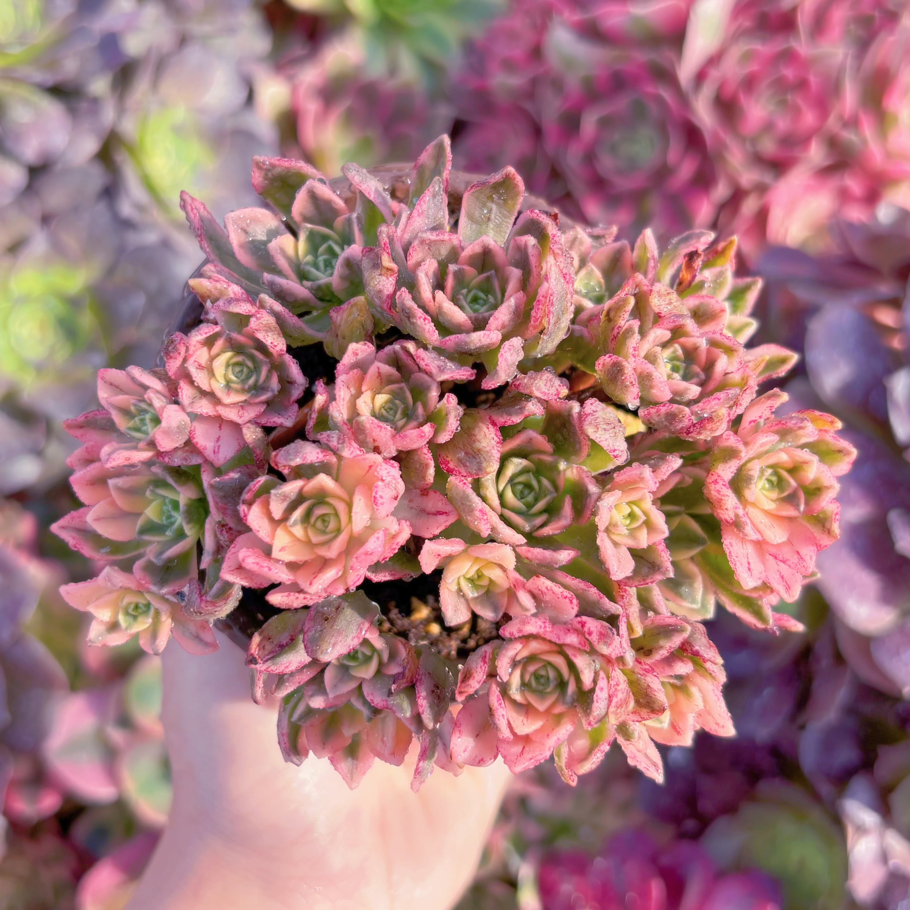 多肉植物　sweet tea　新入荷　るる農園