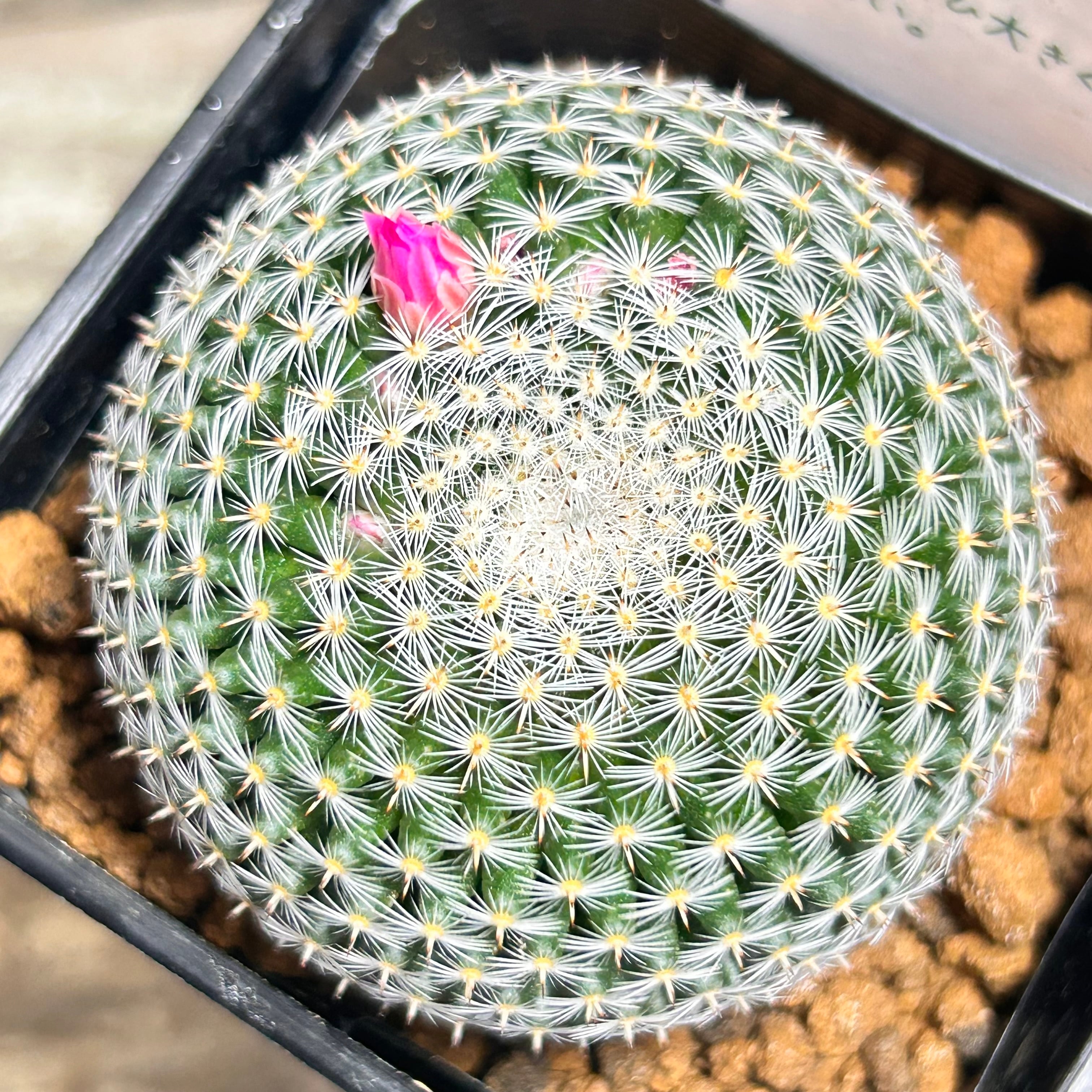 赤富士錦(アエオニウム) | RuPo 多肉植物専門店