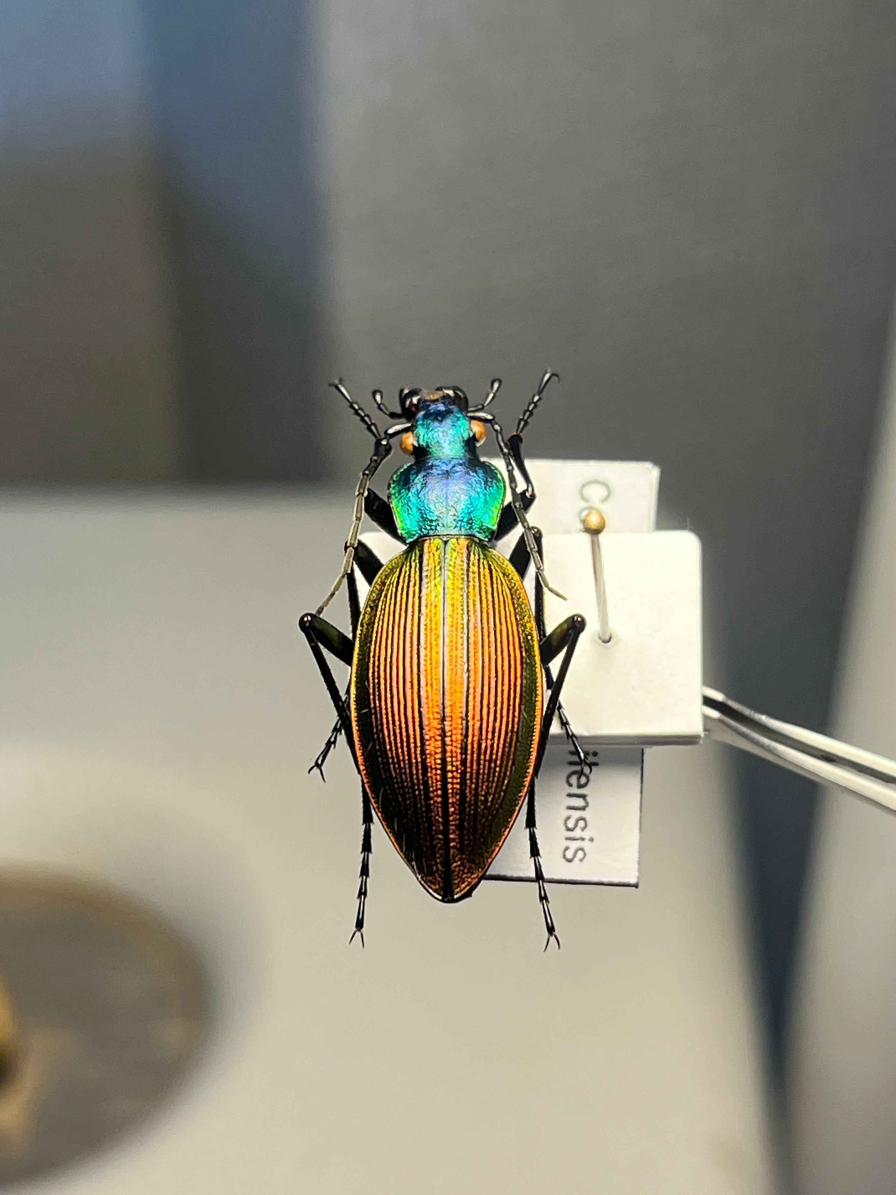 極美個体】チリオサムシ標本 Ceroglossus chilensis gloriosus チレン