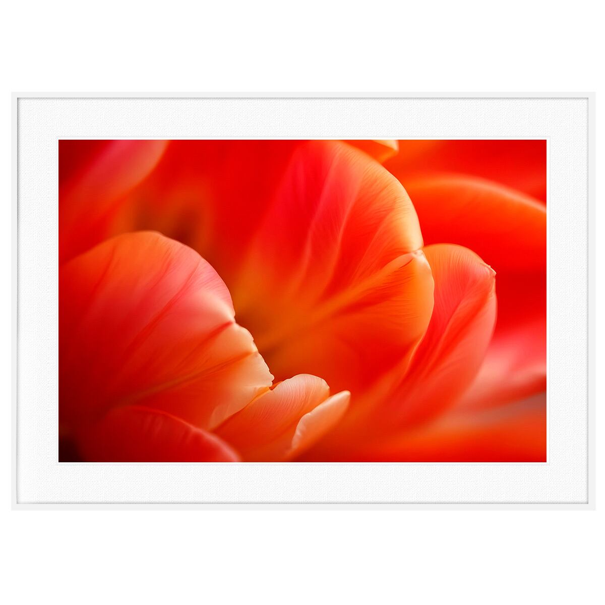 ポスター　横　特寸法　チューリップ　赤い花　額装仕上げ品 ポスター 横 特寸法 チューリップ 赤い花 額装仕上げ品 ポスター 横 特