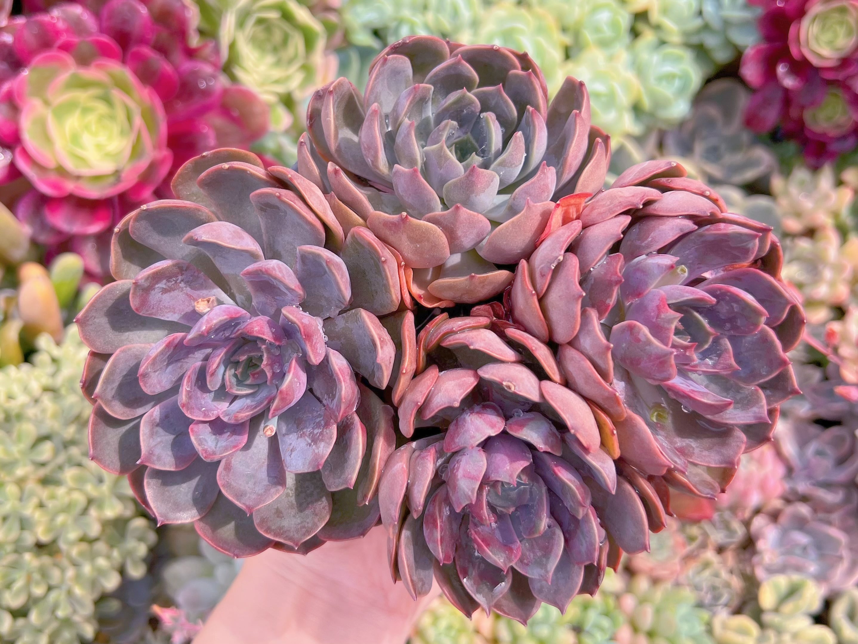 現品　mina#F096　大群生　るる農園