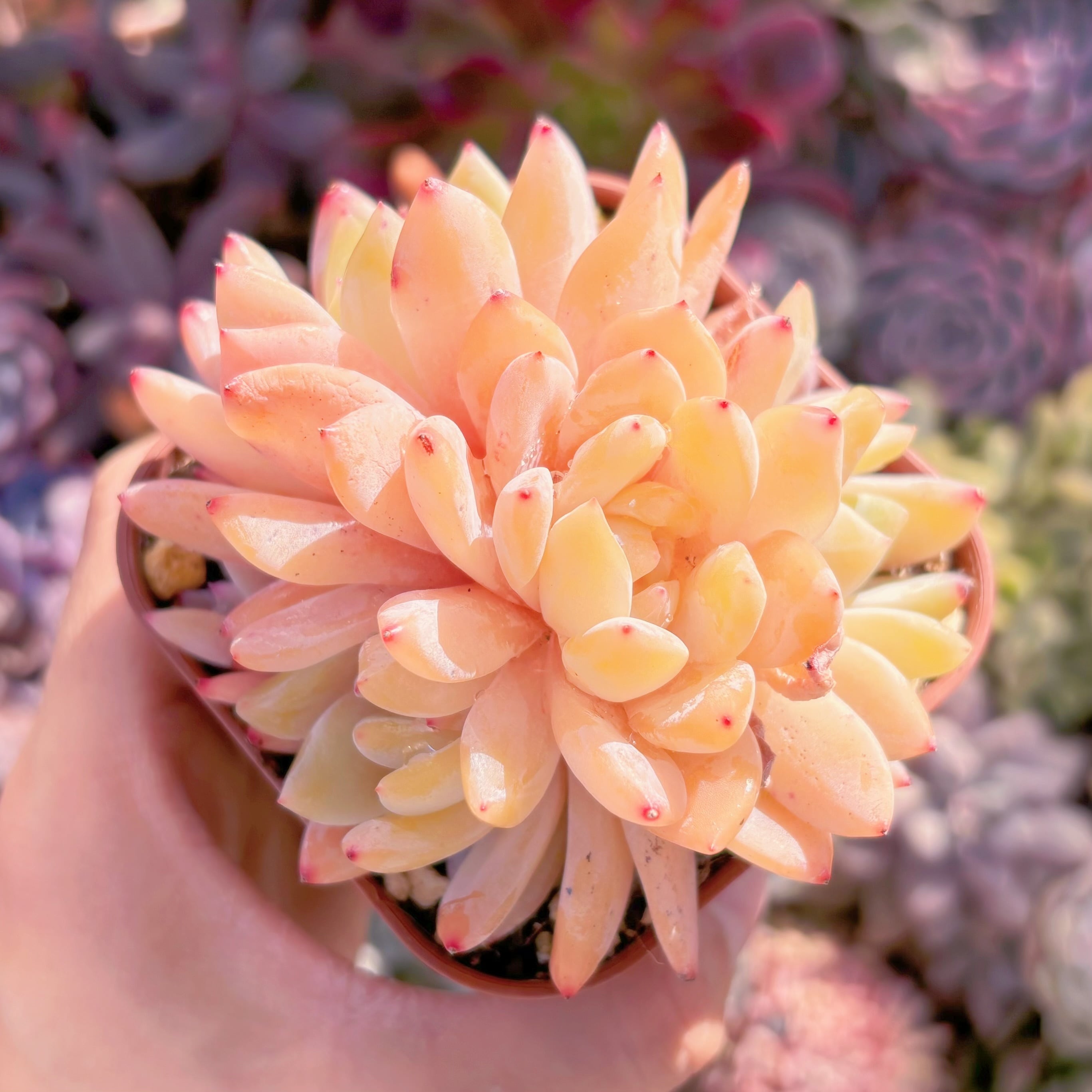 現品　オレンジモンロー#237　群生　新入荷　るる農園