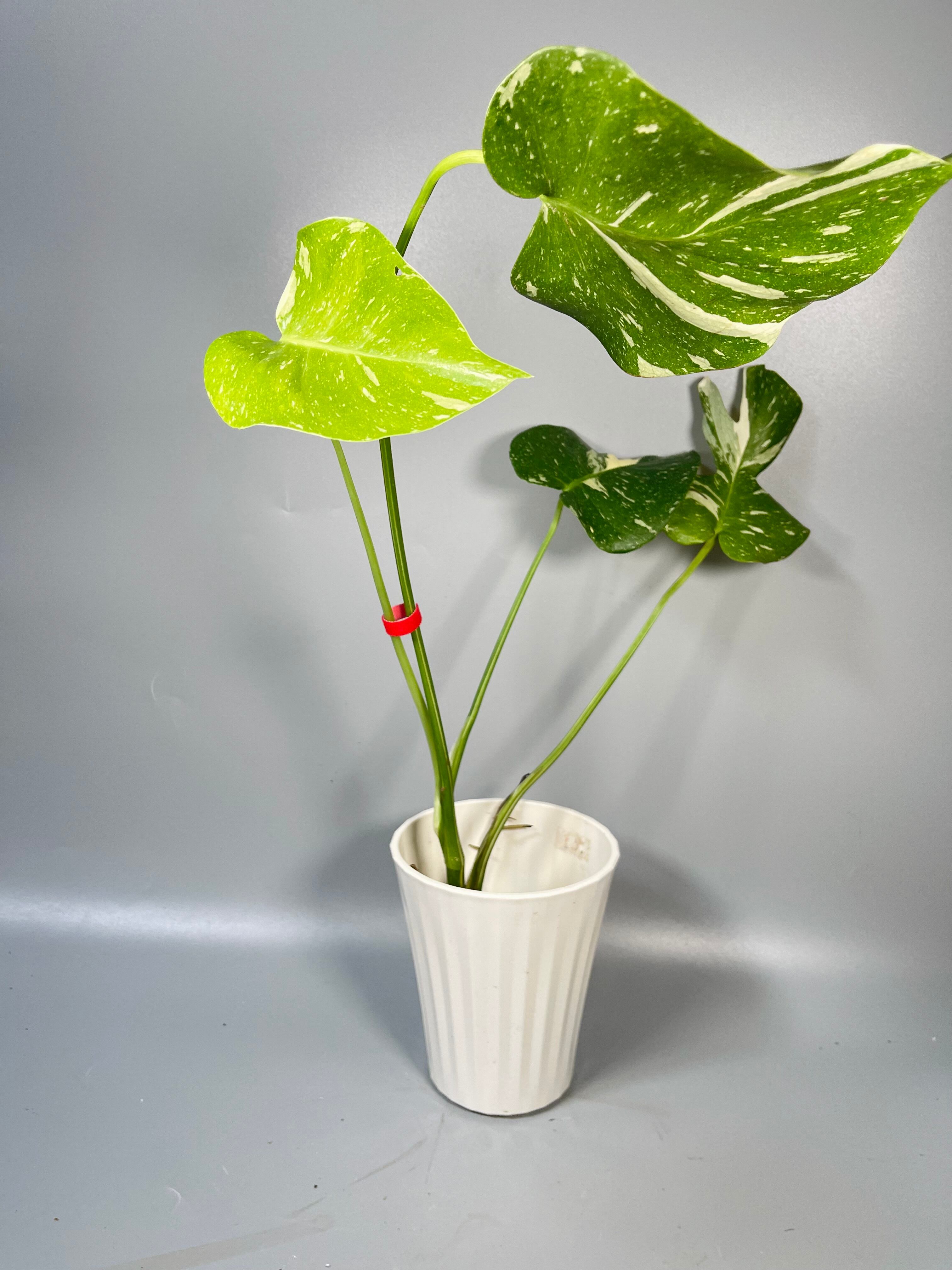 モンステラ デリシオーサ グリーンスノー（希少モンステラ グリーン  