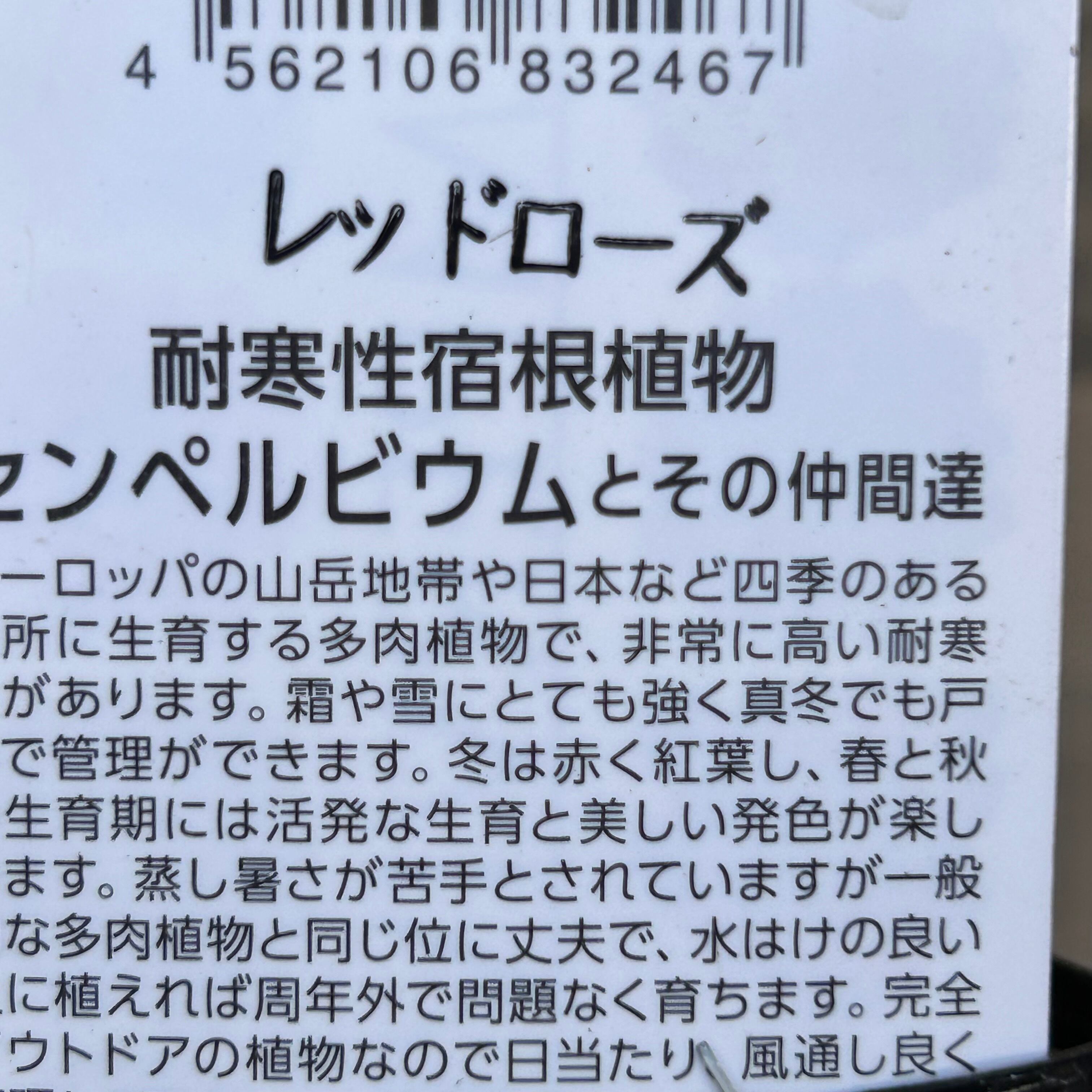レッドローズ センペルビウム | RuPo 多肉植物専門店