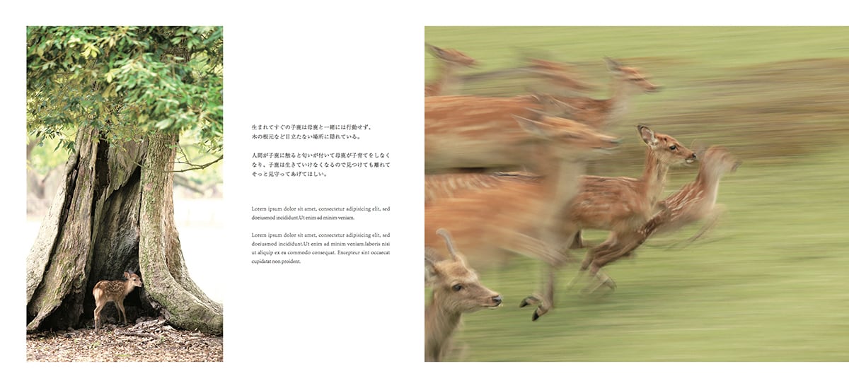 写真鹿帖..カメラ目線な122年前の鹿たちの写真集