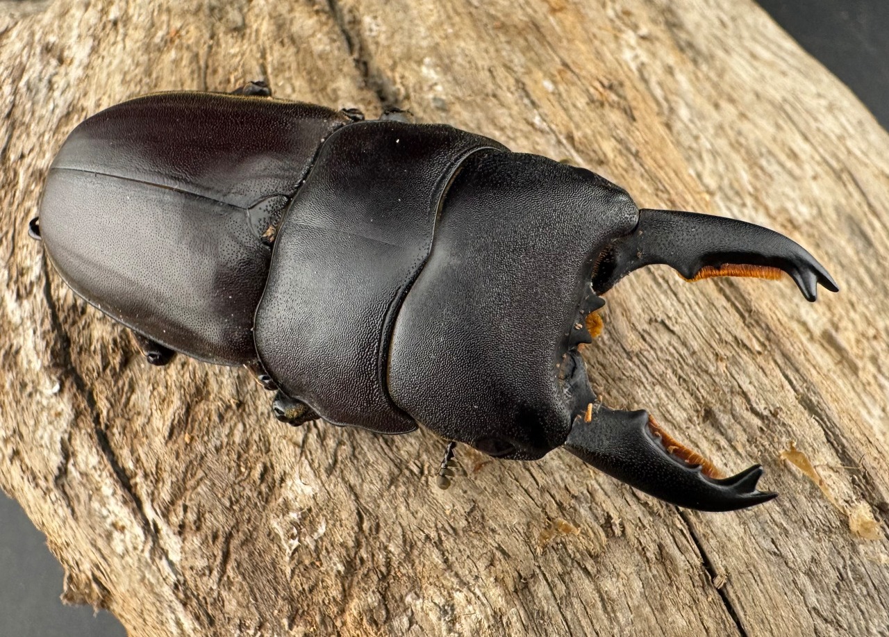 【WF1】《ミンダナオタウルスヒラタ 54.5mm ペア》