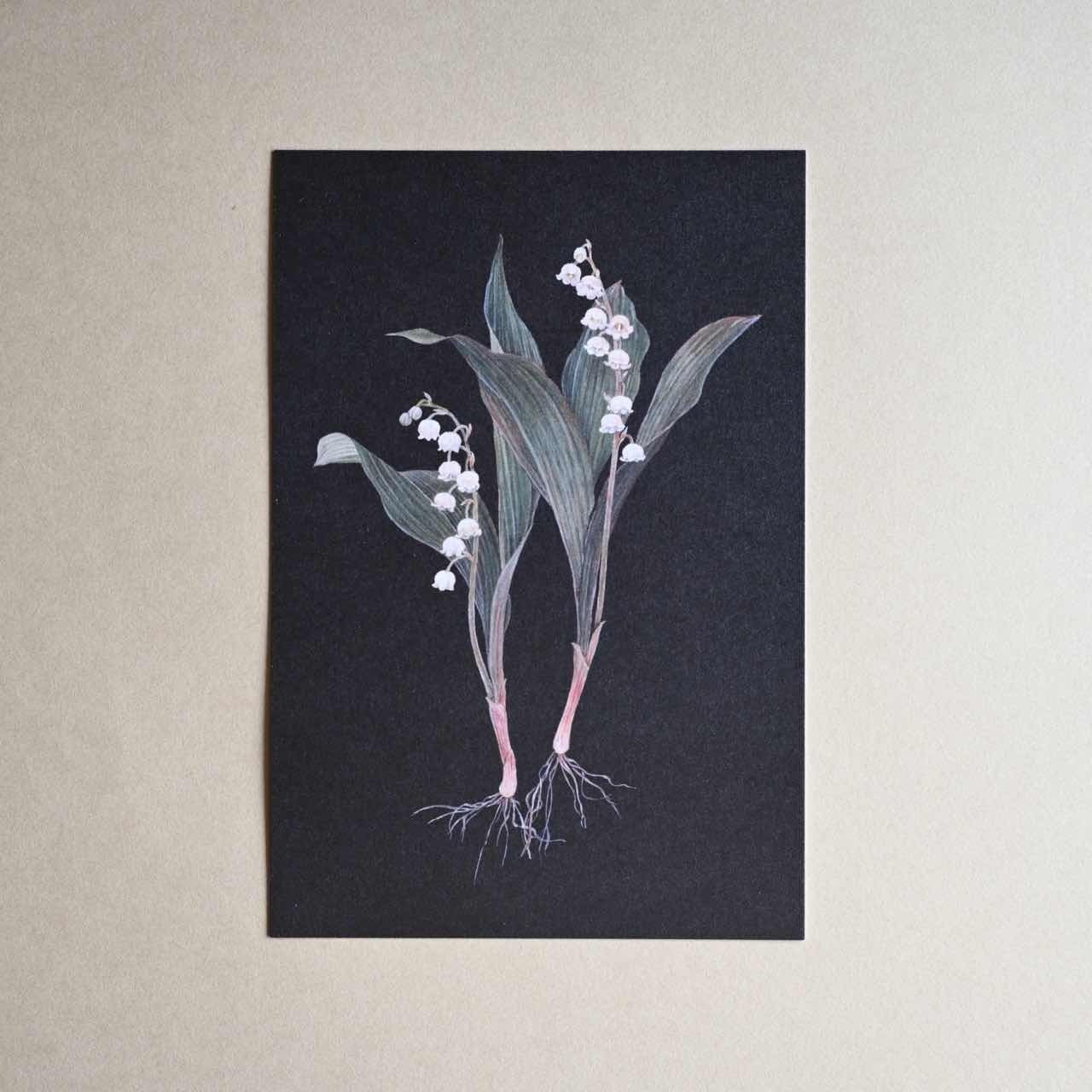 百草常春　ラフスケッチ本　ポストカード 百草常春 ラフスケッチ本 ポストカード