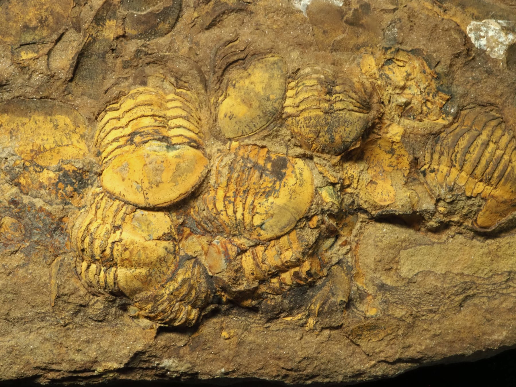 三葉虫　化石　Meitanillaenus 三葉虫 化石 Meitanillaenus - メルカリ