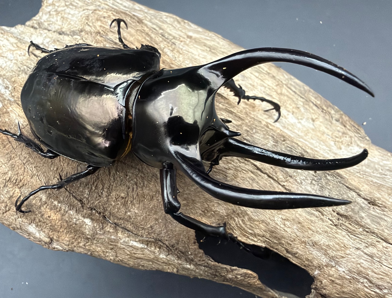 【WD】《アトラスオオカブト亜種マンテツ ベトナム産 88mm ペア》