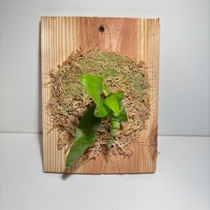 ビカクシダ　ヒリーエアロファイト　Platycerium hillii Aerophyte#6 spore