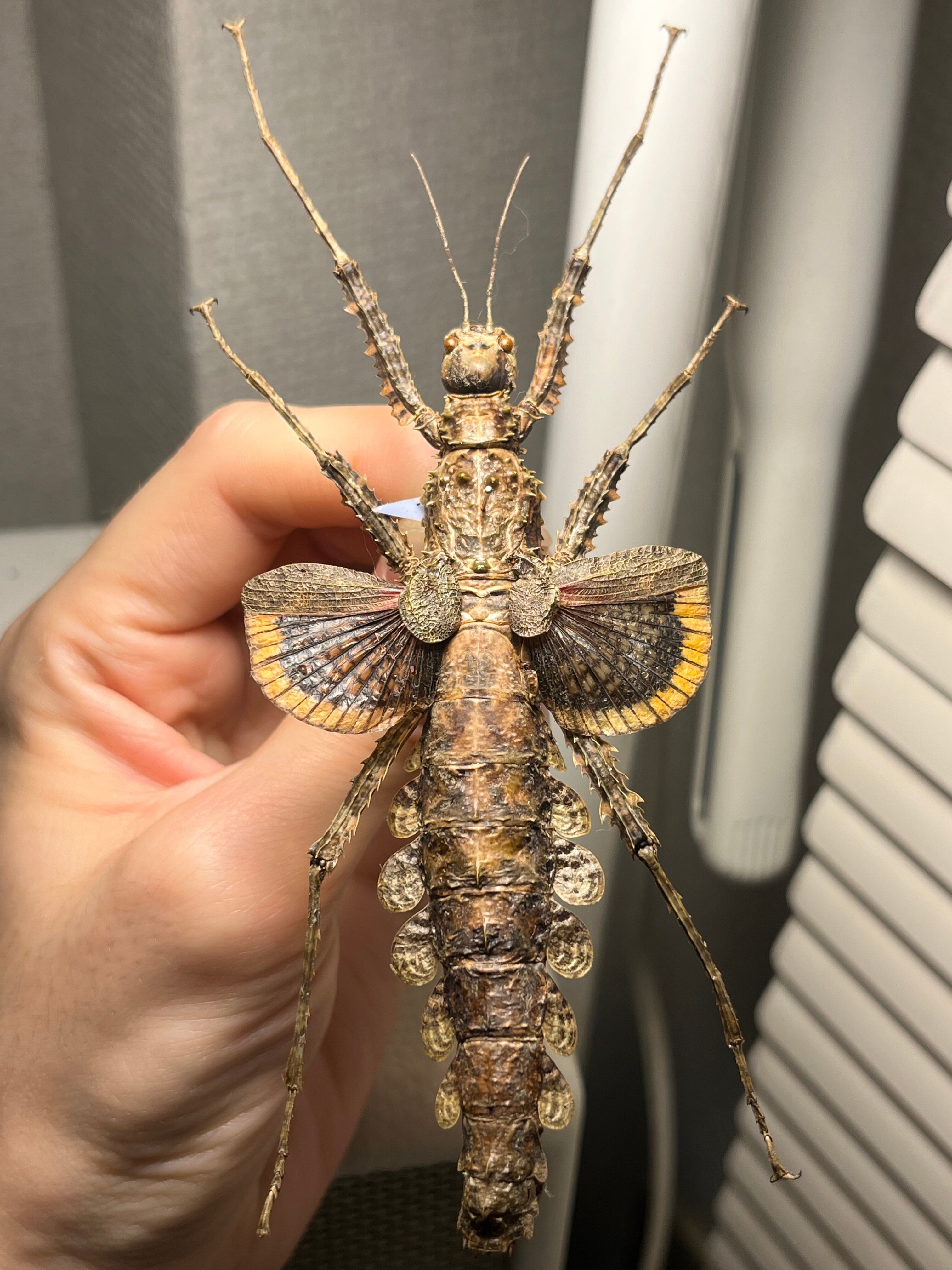 直翅類 | オモニキチュウ