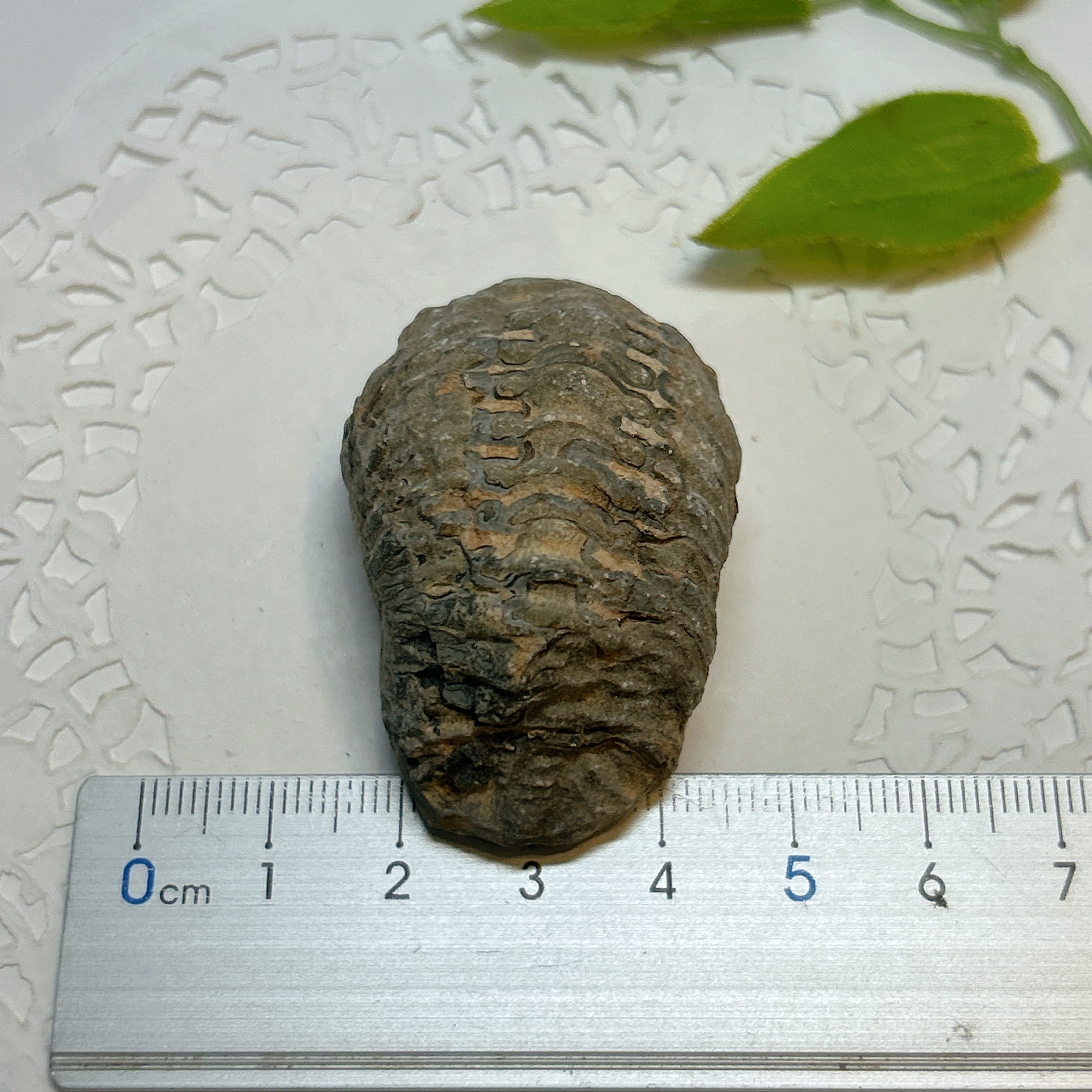 17919】三葉虫 古生代デボン紀 化石 モロッコ 化石標本 | クリスタル