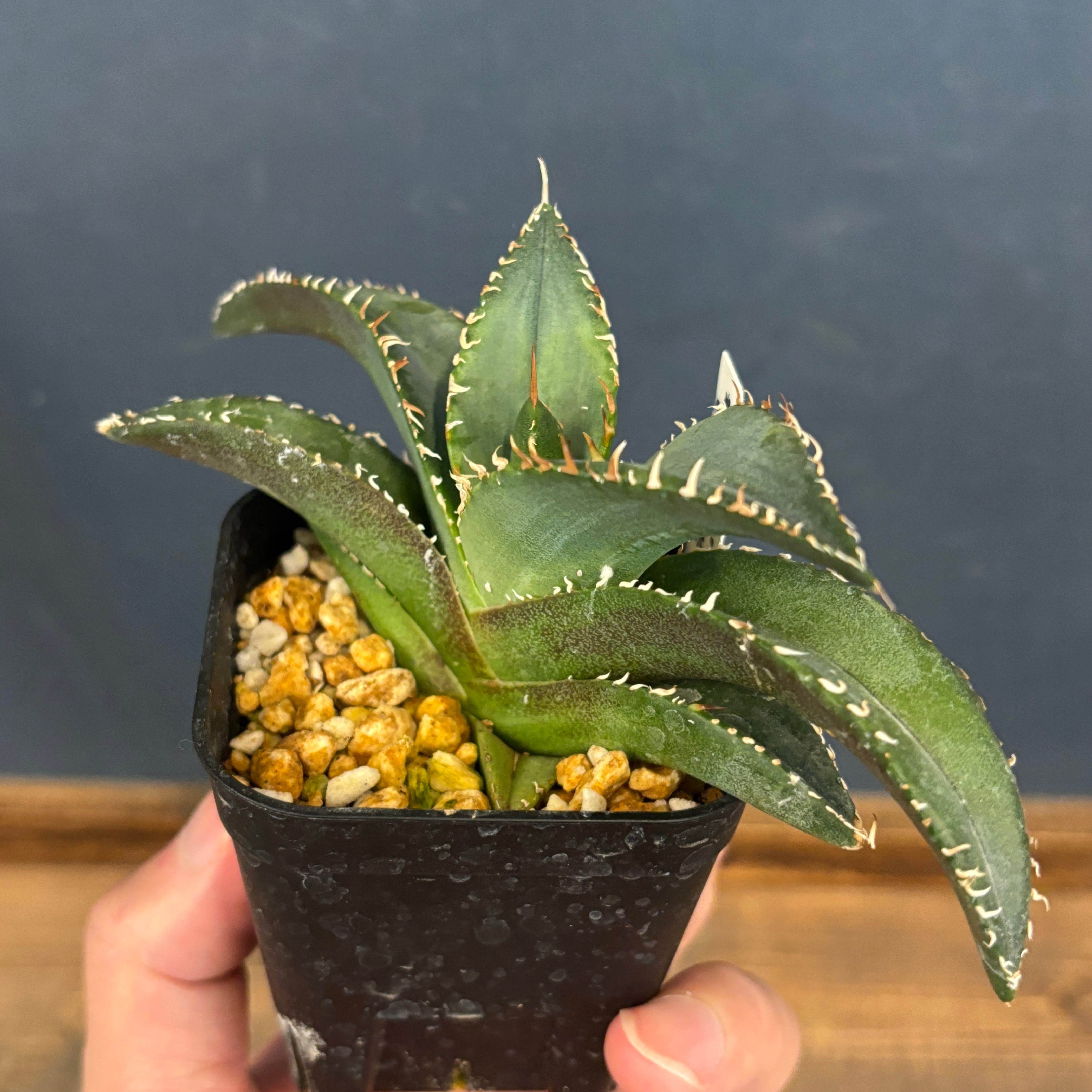 IR1408】【極上高級株！イラン産◇アガベ チタノタ ペルシアン