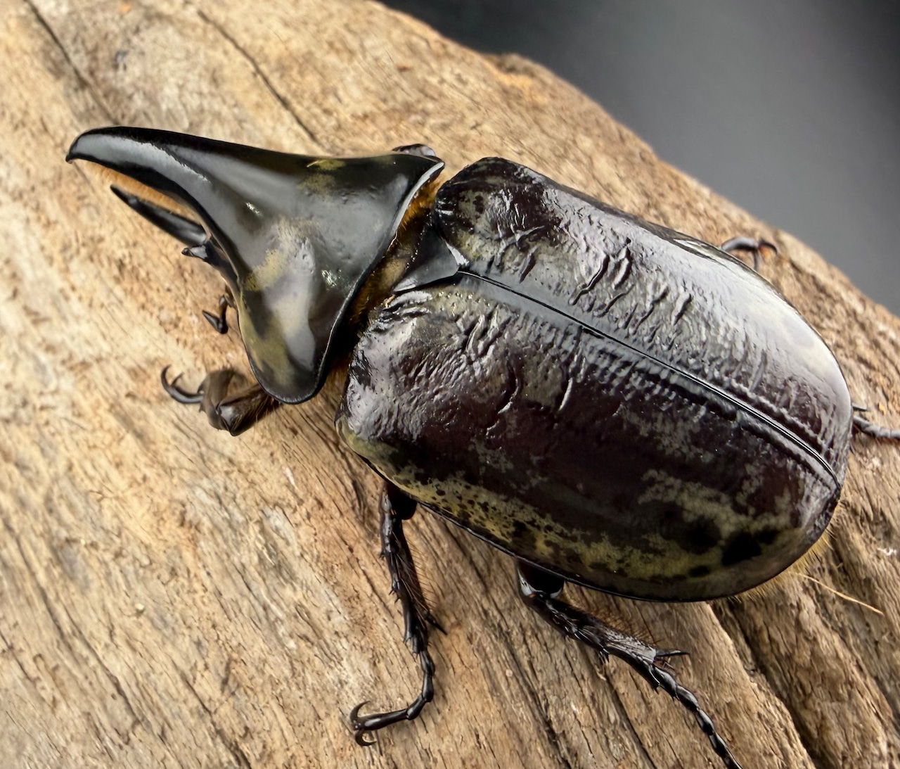 《ティティウスシロカブト 66mm ♂♀♀トリオ》