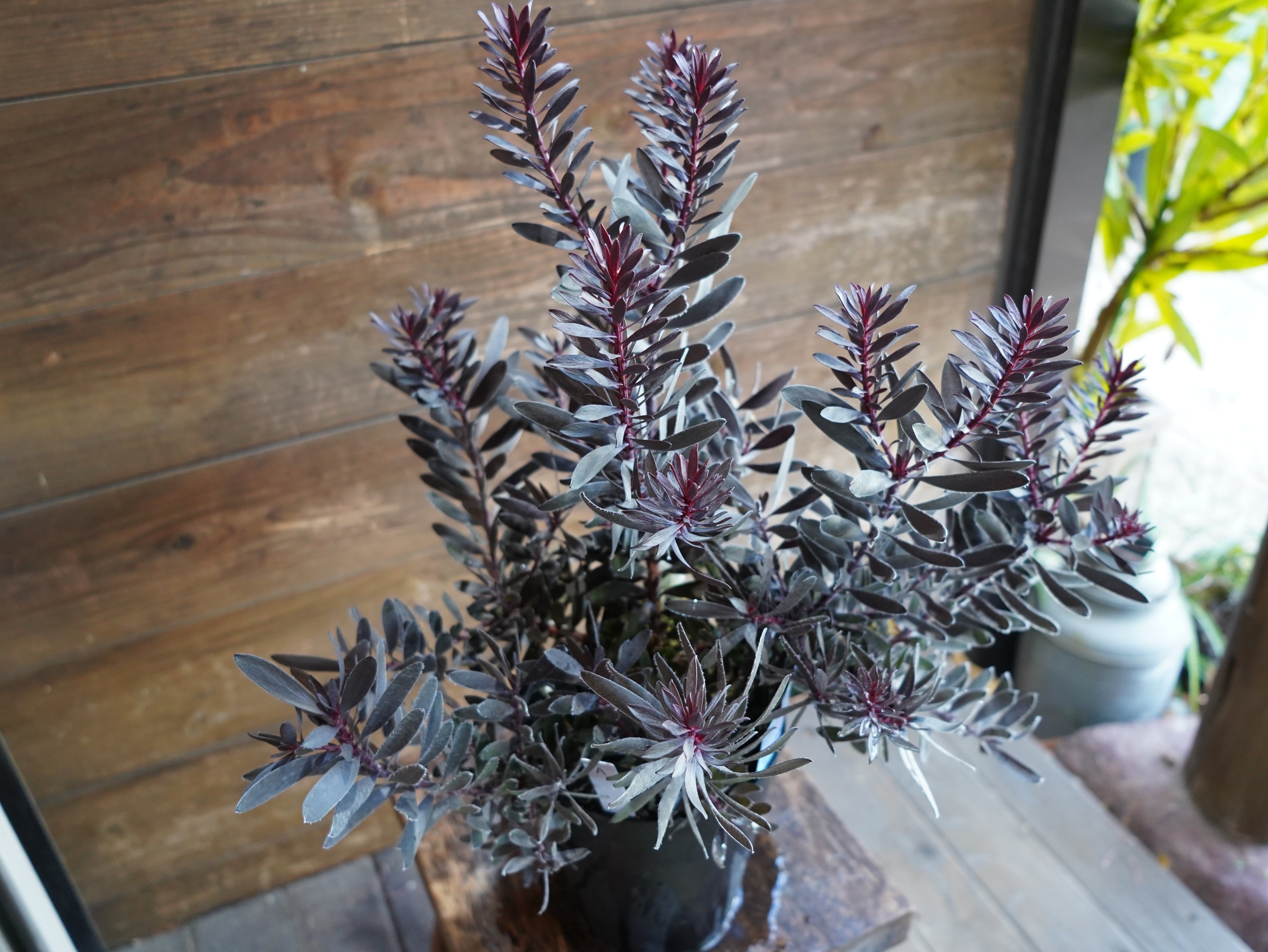 【現物】リューカデンドロン　”デュリフ”　A