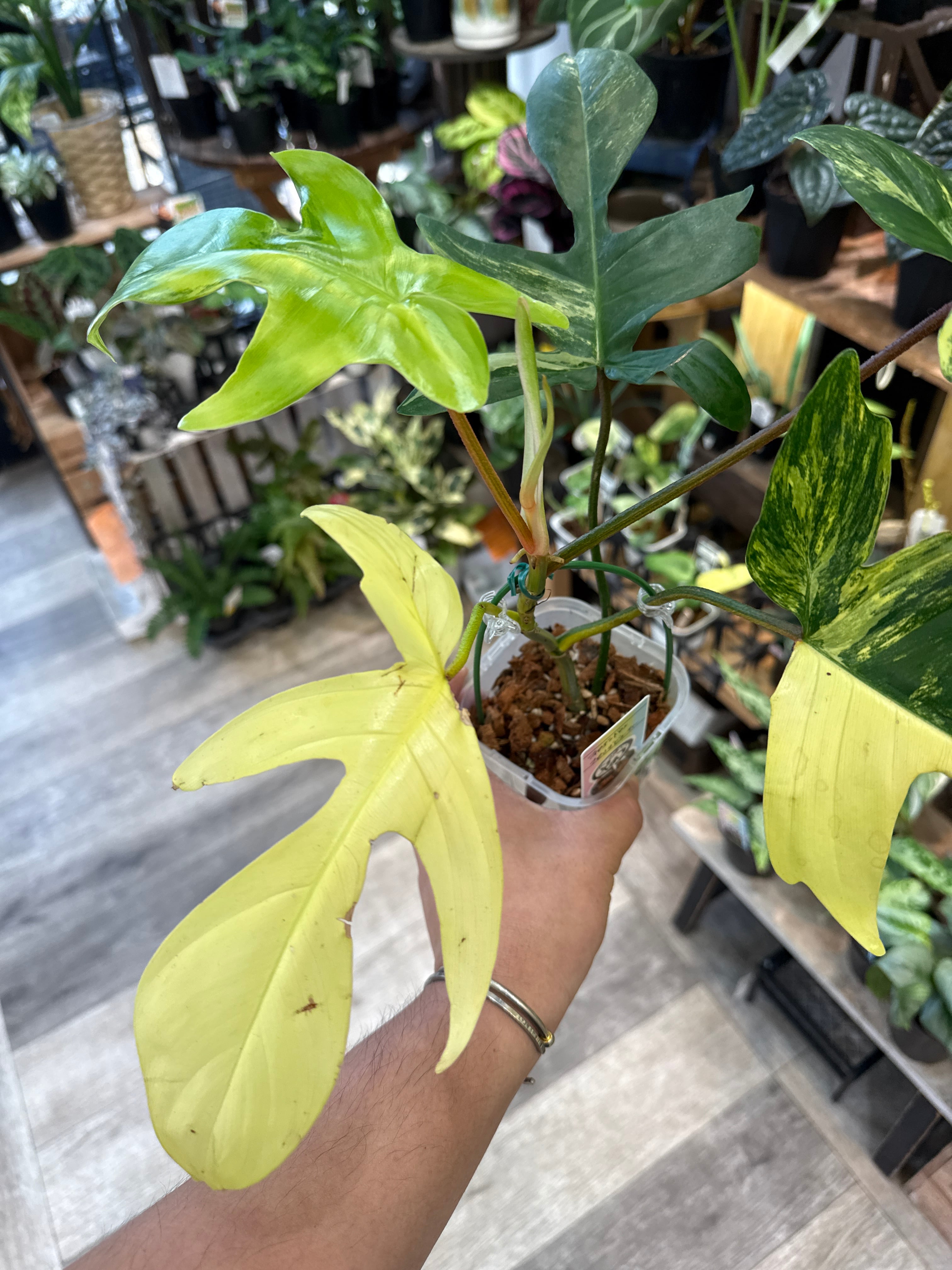 フィロデンドロン　フロリダ　ビューティ ② ② フィロデンドロン フロリダビューティー | Gardenえん 【観葉熱帯植物】