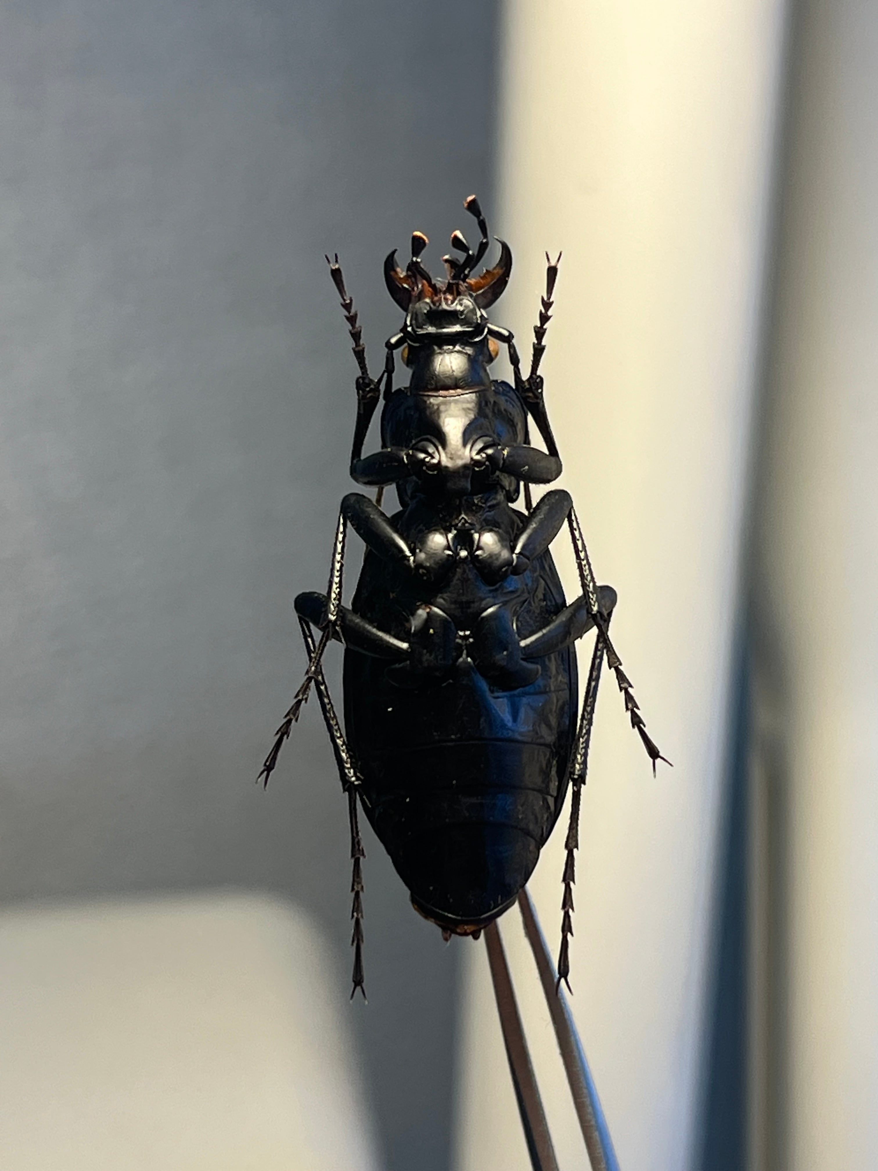 【37mm】ボンヴロワキンオサムシ トルコ産 標本 イボハダオサムシ 青緑 37mm】ボンヴロワキンオサムシ トルコ産 標本 イボハダオサムシ 青緑