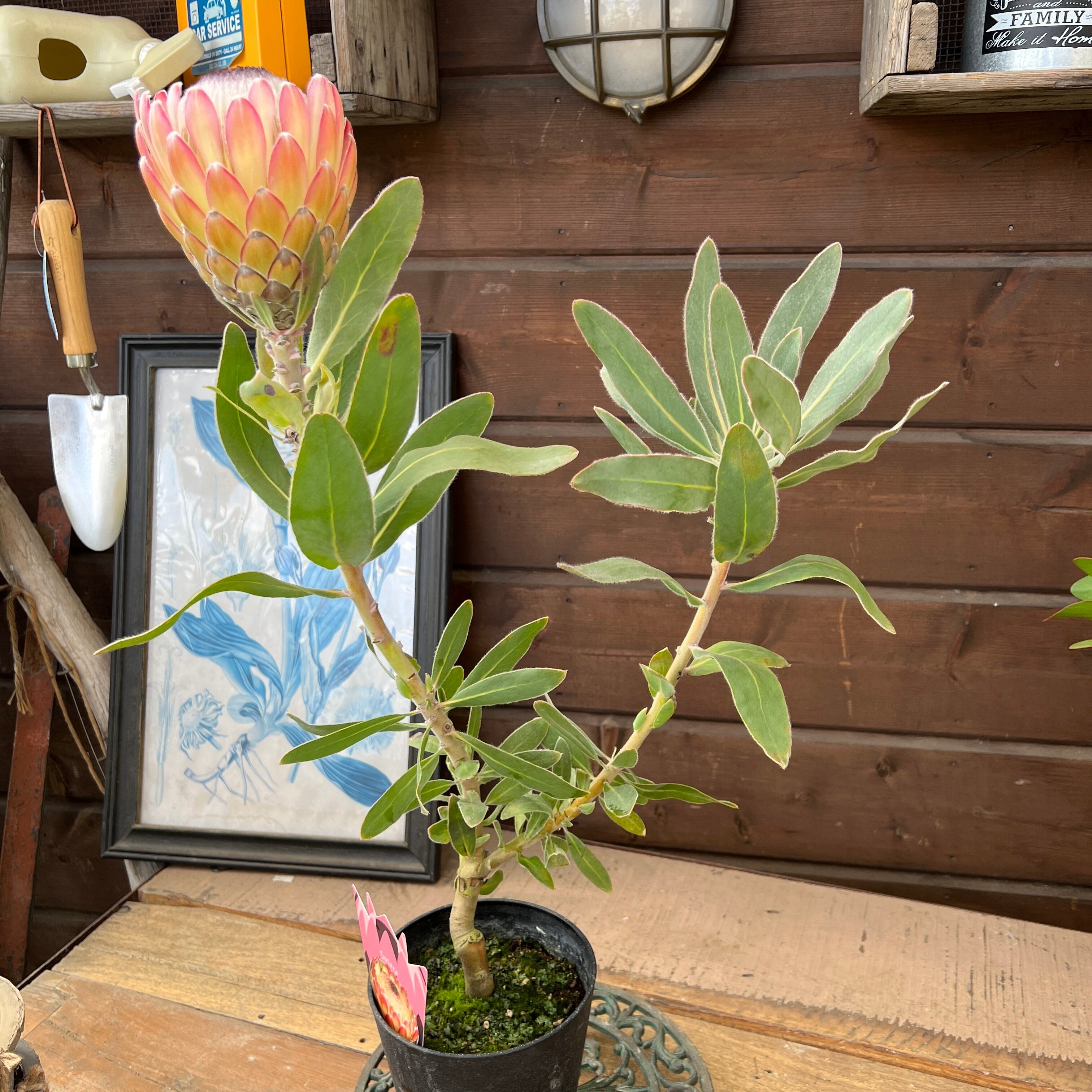 プロテア スサラ 3 プロテア スサラ(3F)① | 沼ノ上農園