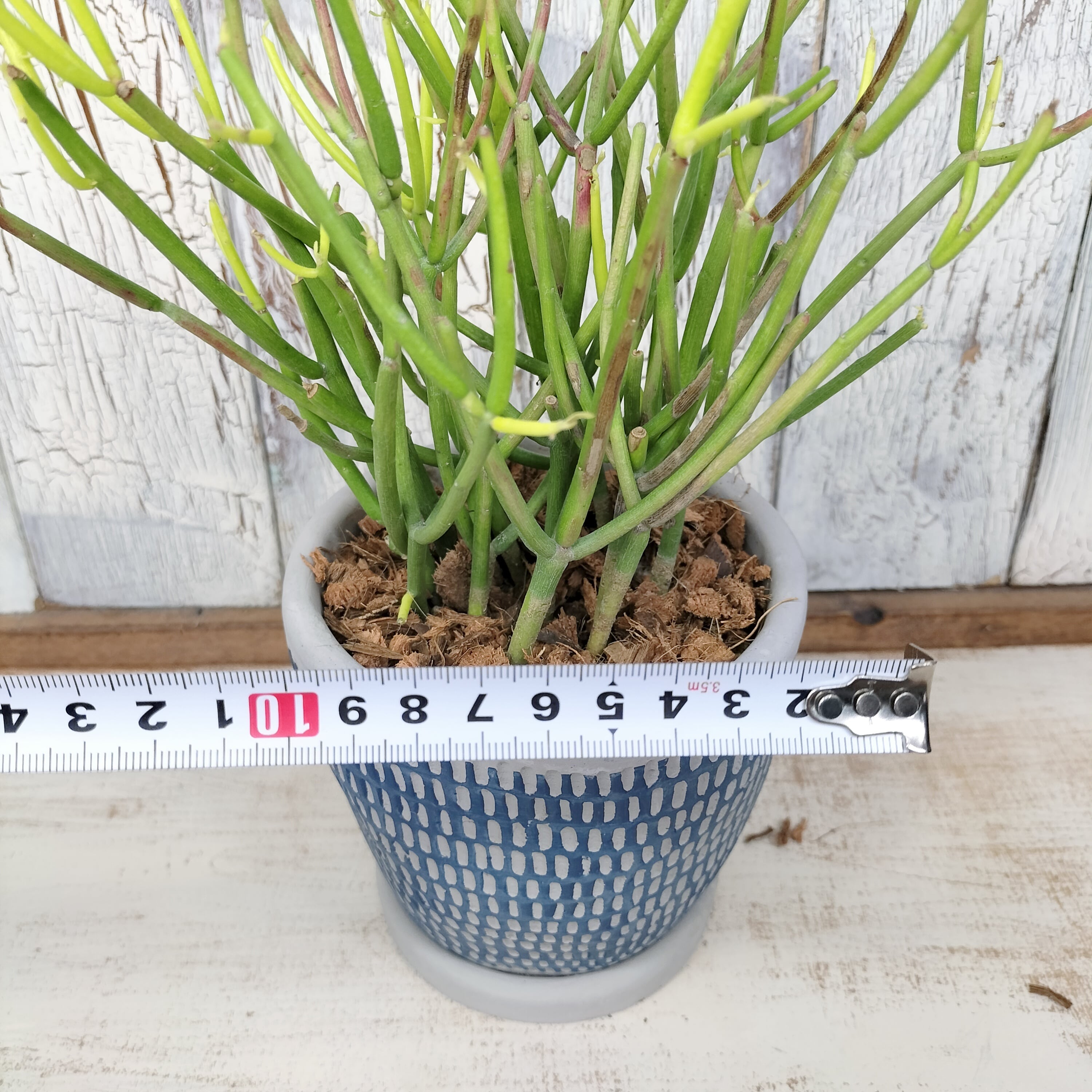 ミルクブッシュ 観葉植物 | PAY ID