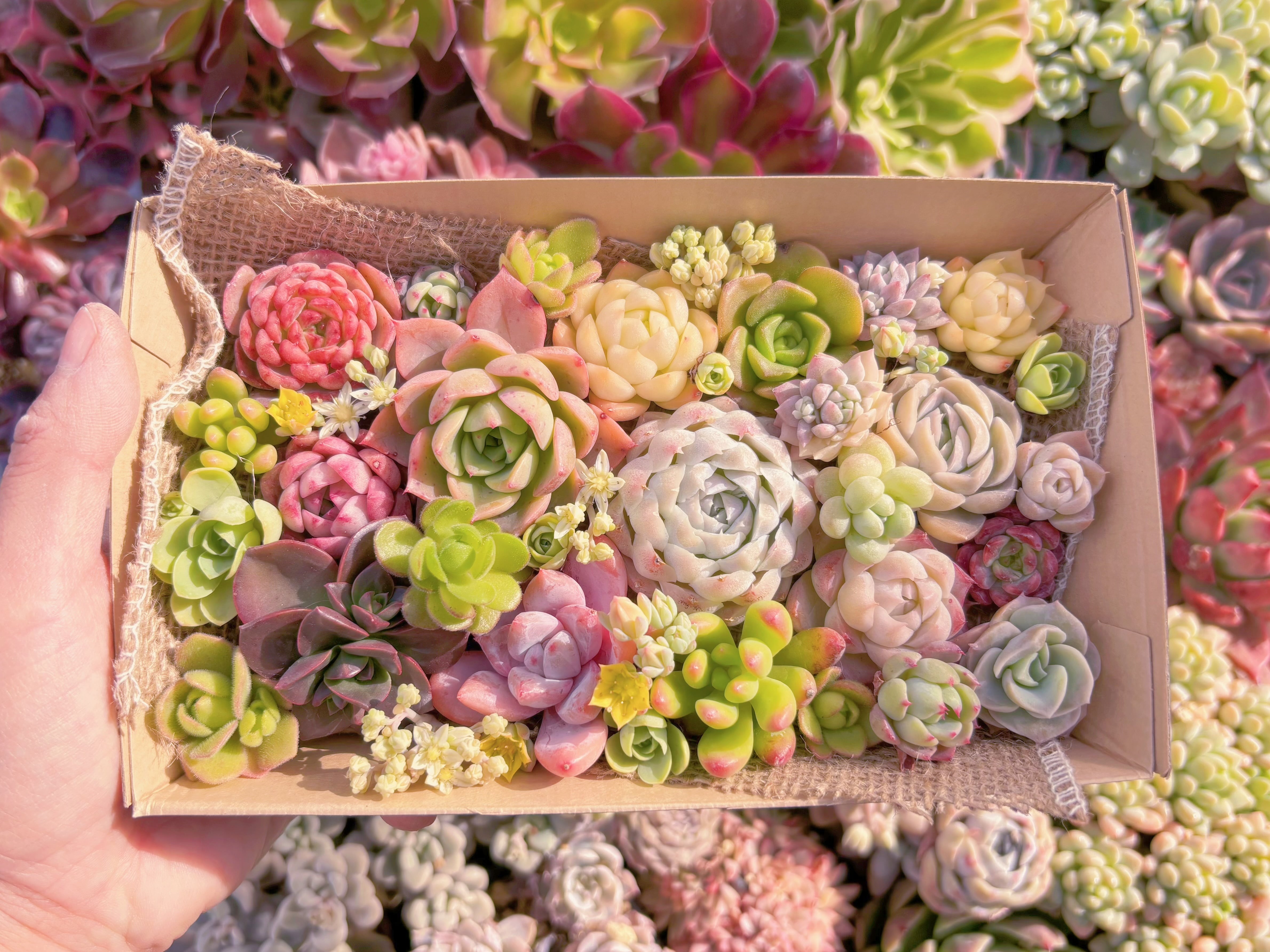 現品　寄せ植えセット#2229　12cmx20cm　るる農園