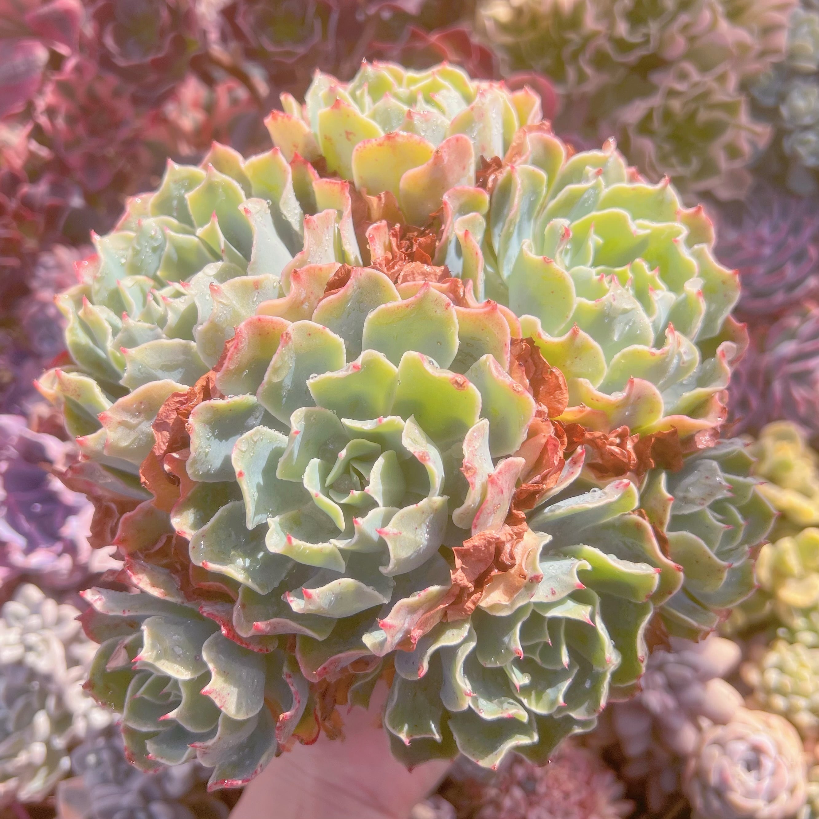 現品　Tsunami#266　新入荷　特大群生    るる農園