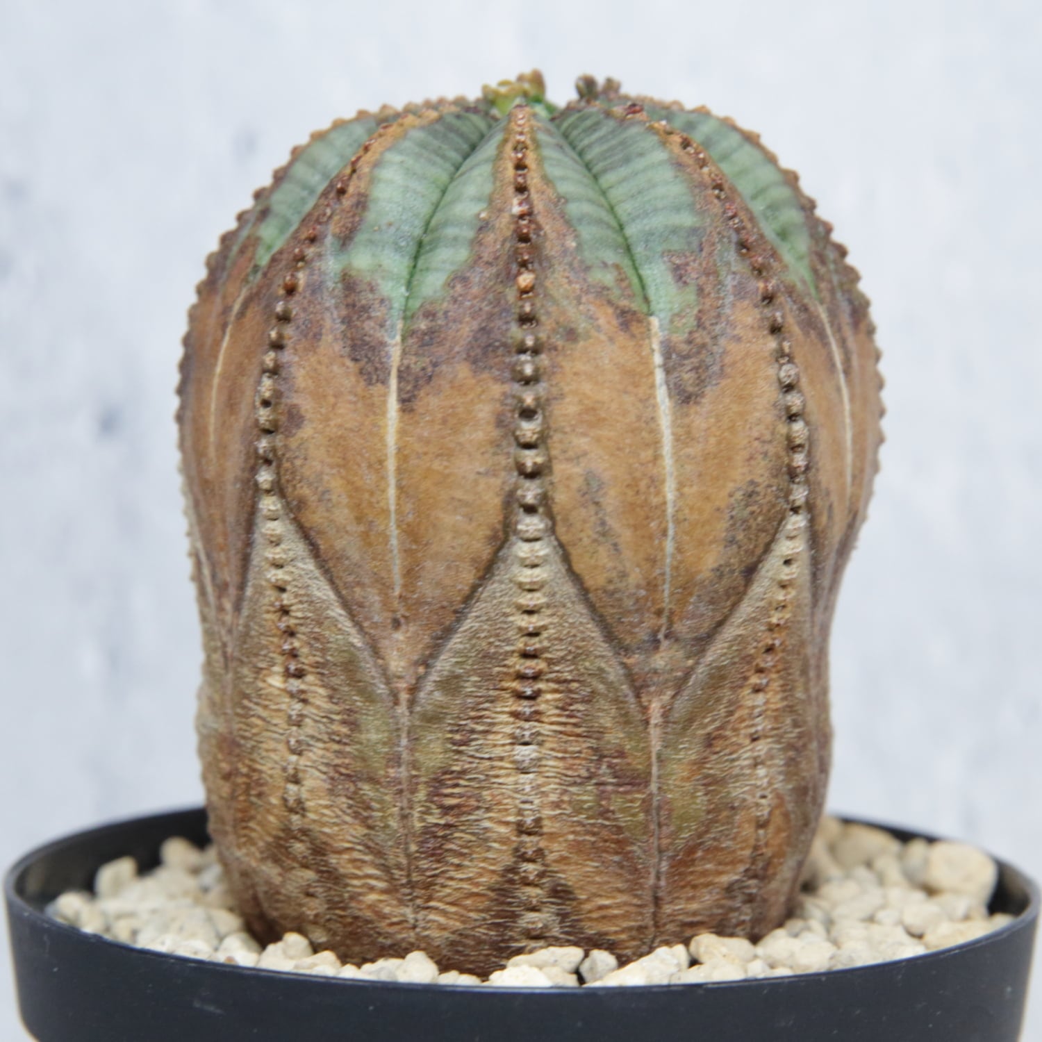 厳選株】 超美模様 木質化 マウンテン オベサ / ユーフォルビア