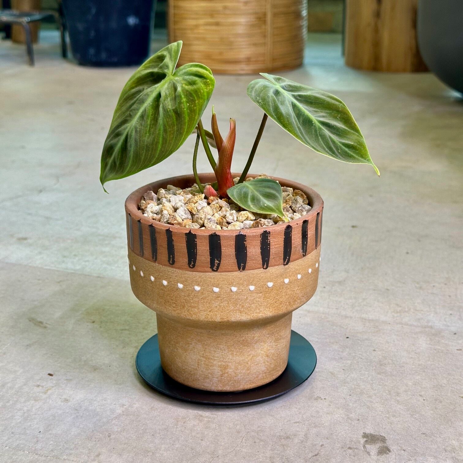 フィロデンドロン・エルチョコレッド | barrelplants_BONSAI